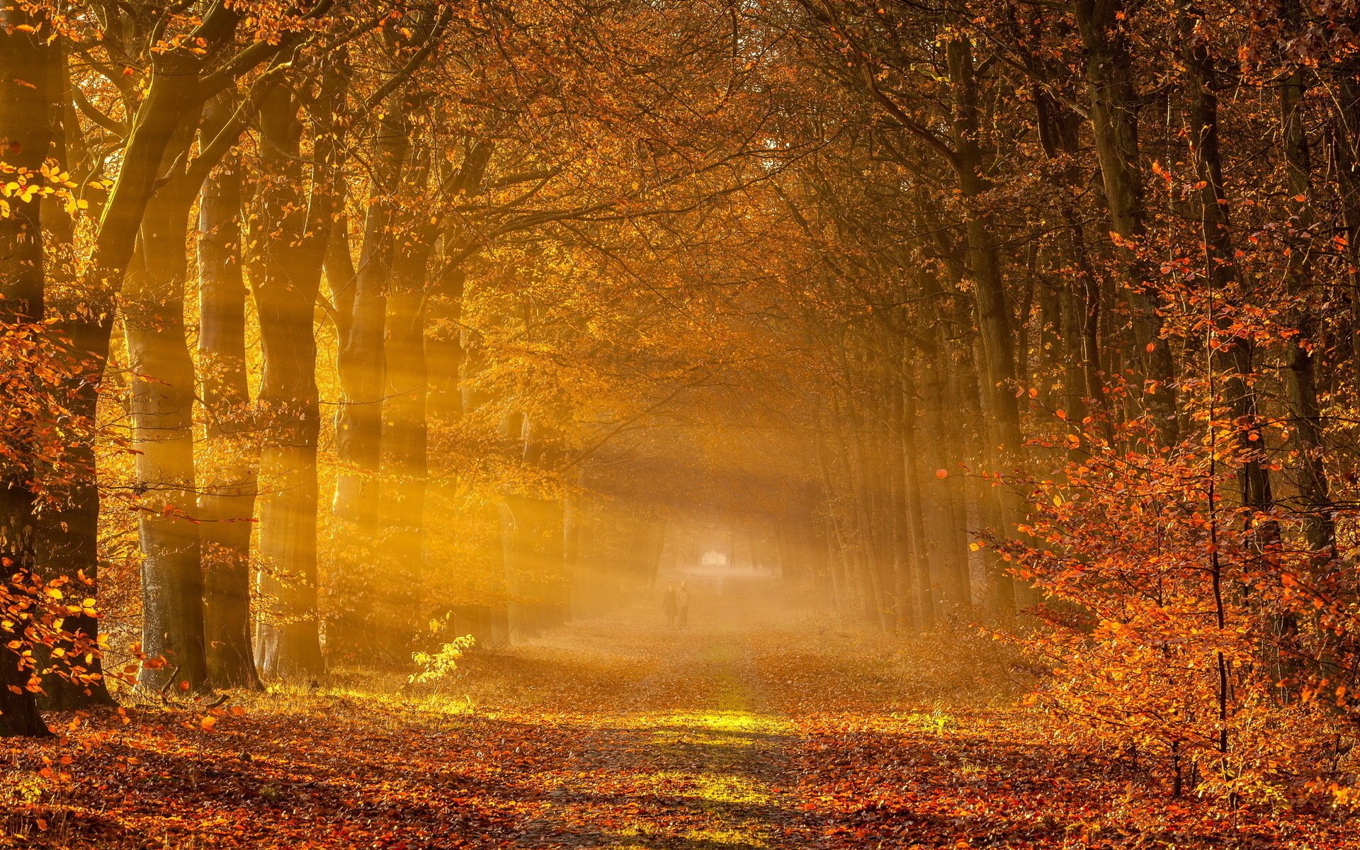 paesaggio alberi strada autunno