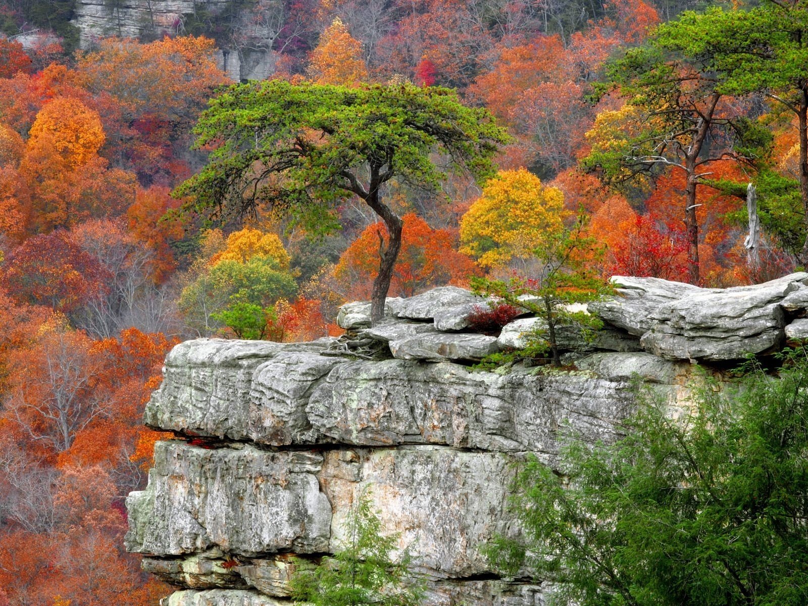 autumn tree