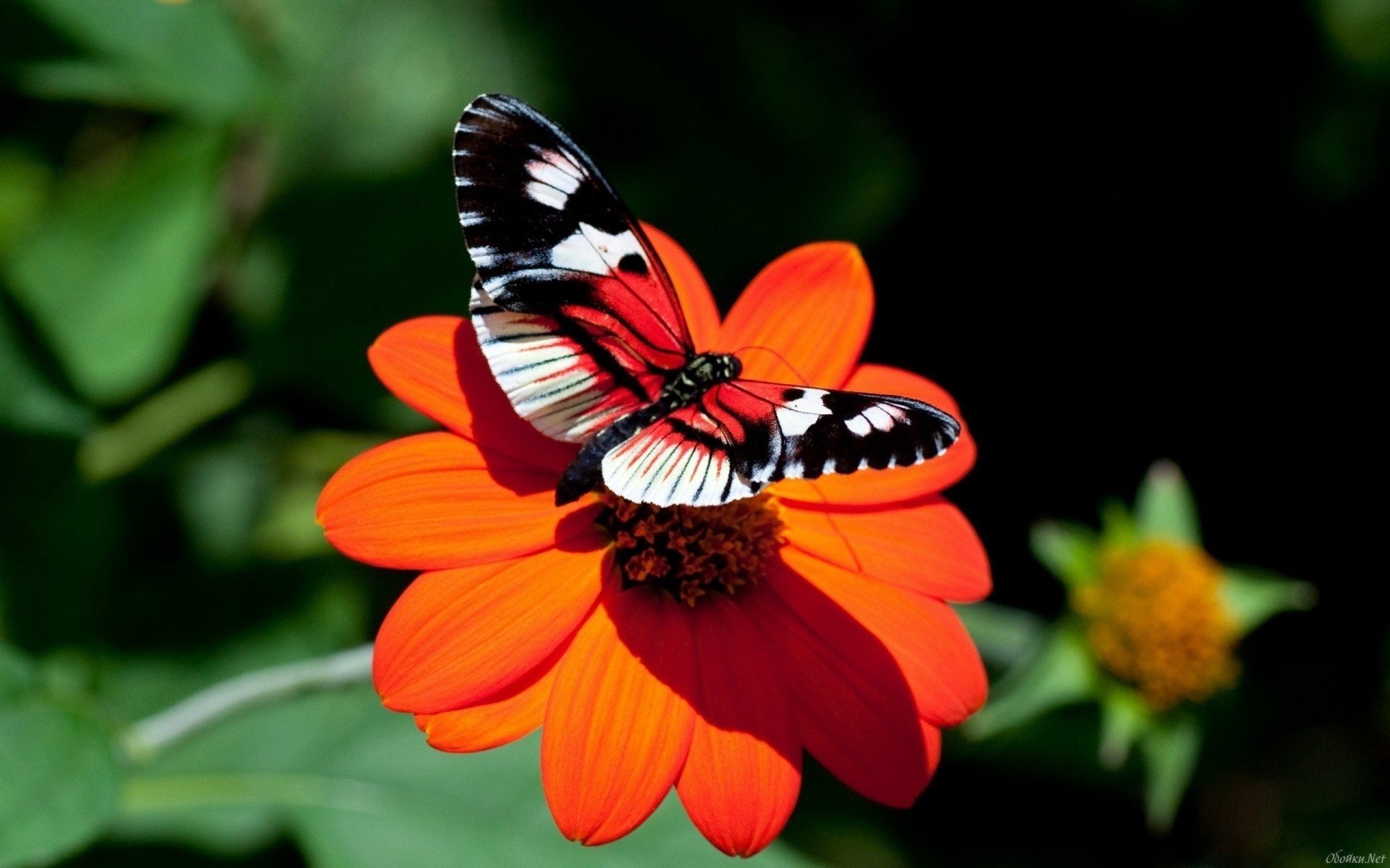 insectes papillon fleur