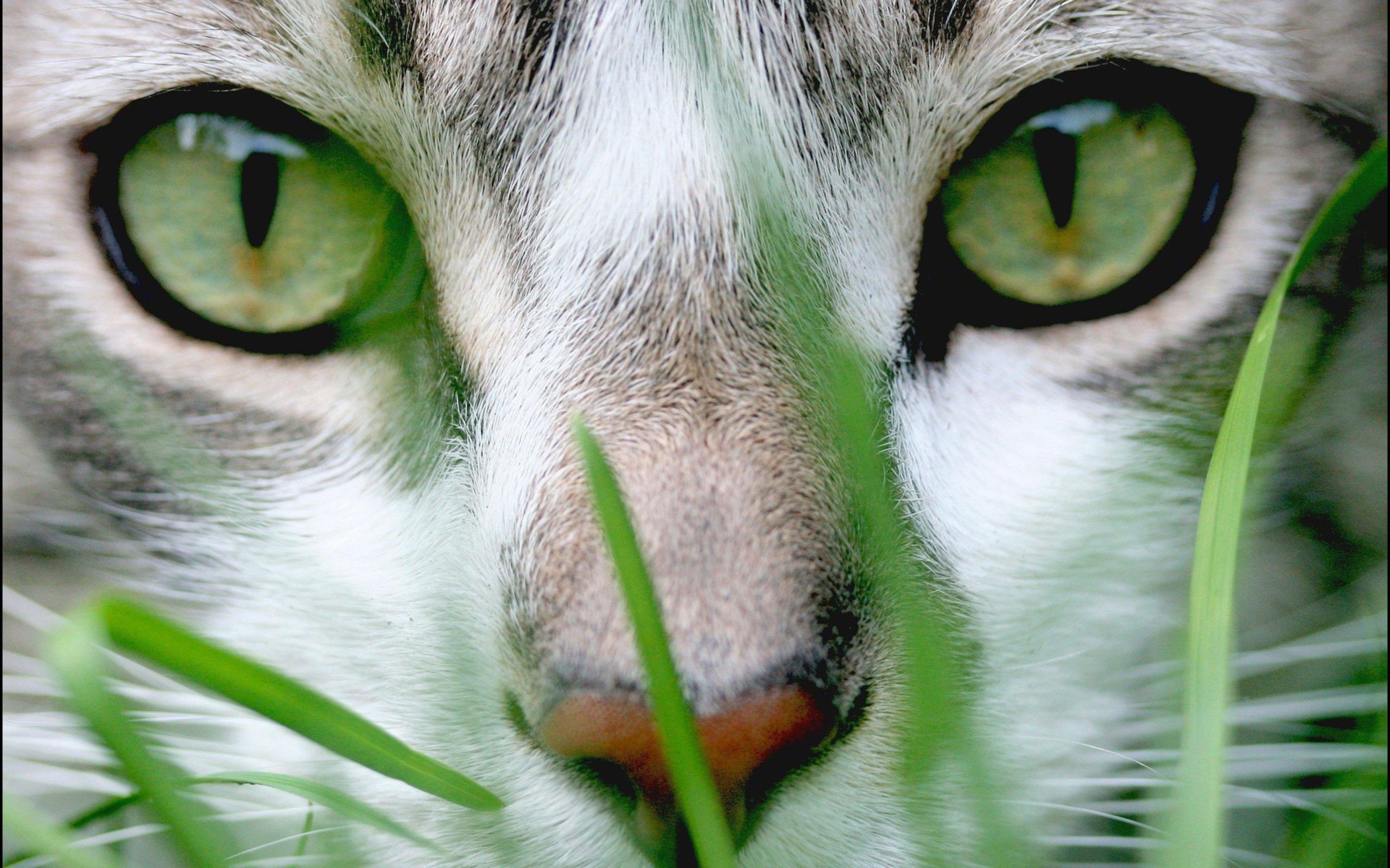 green grass face cat eye