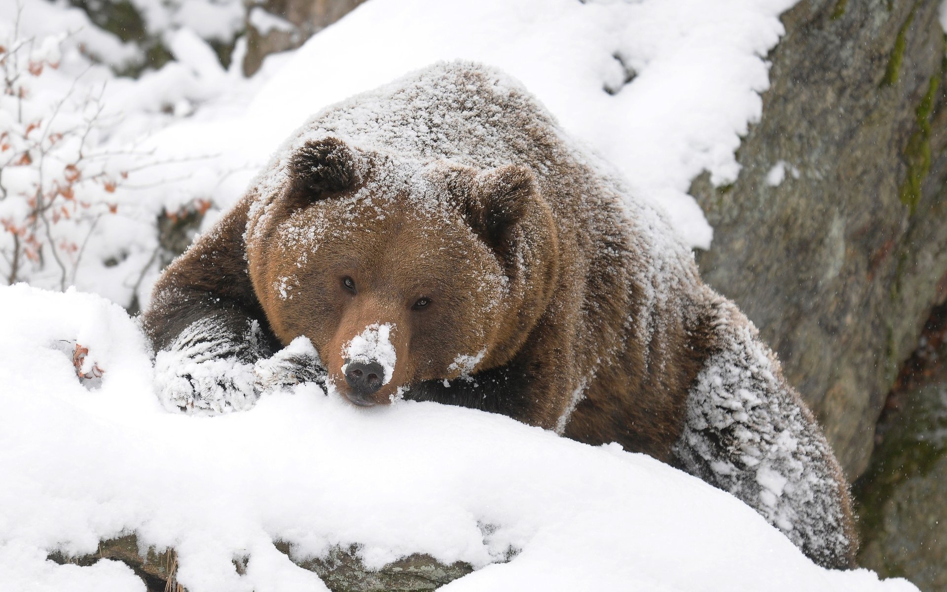 niedźwiedź las śnieg zima grizzly