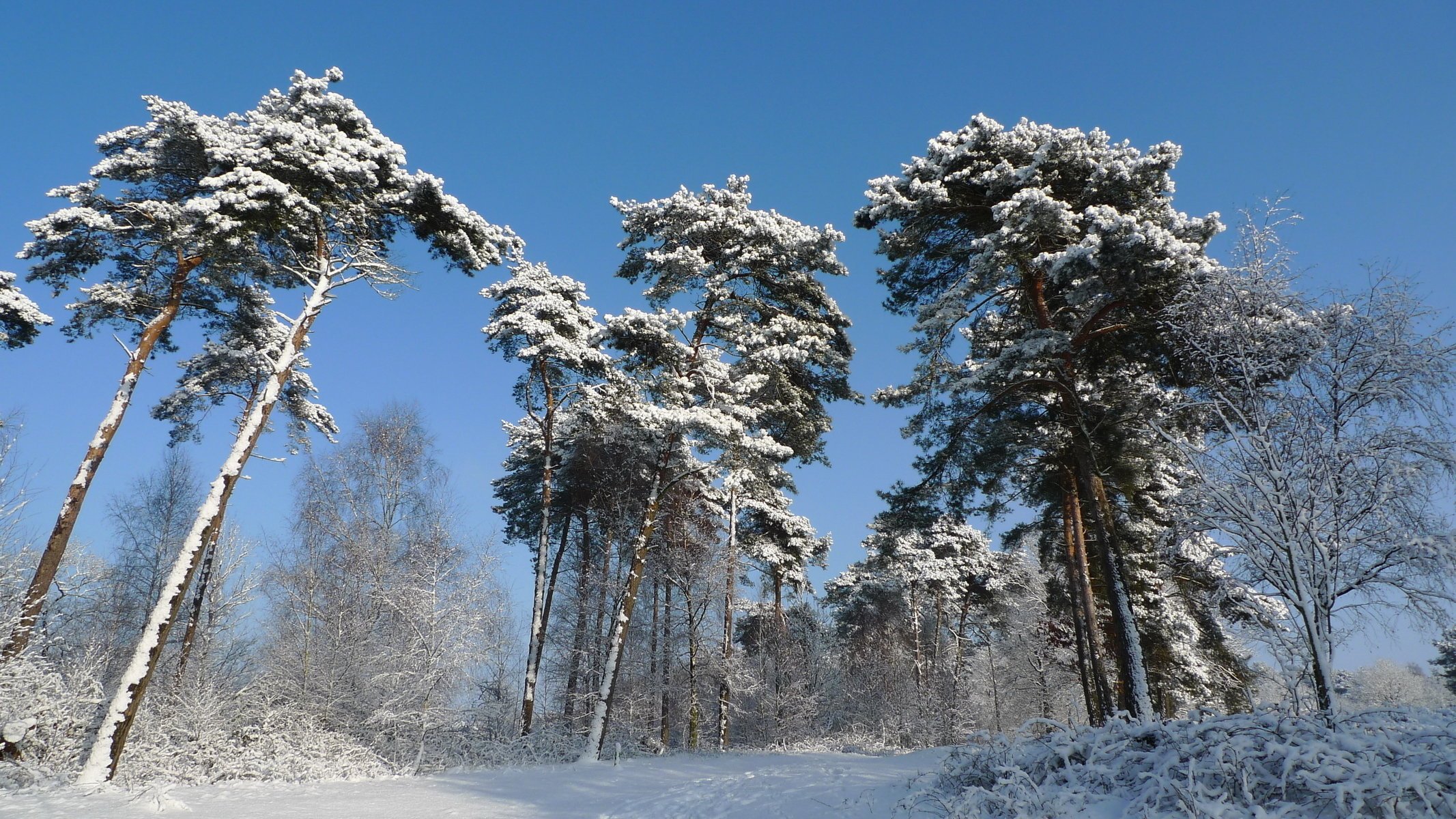 neve inverno alberi