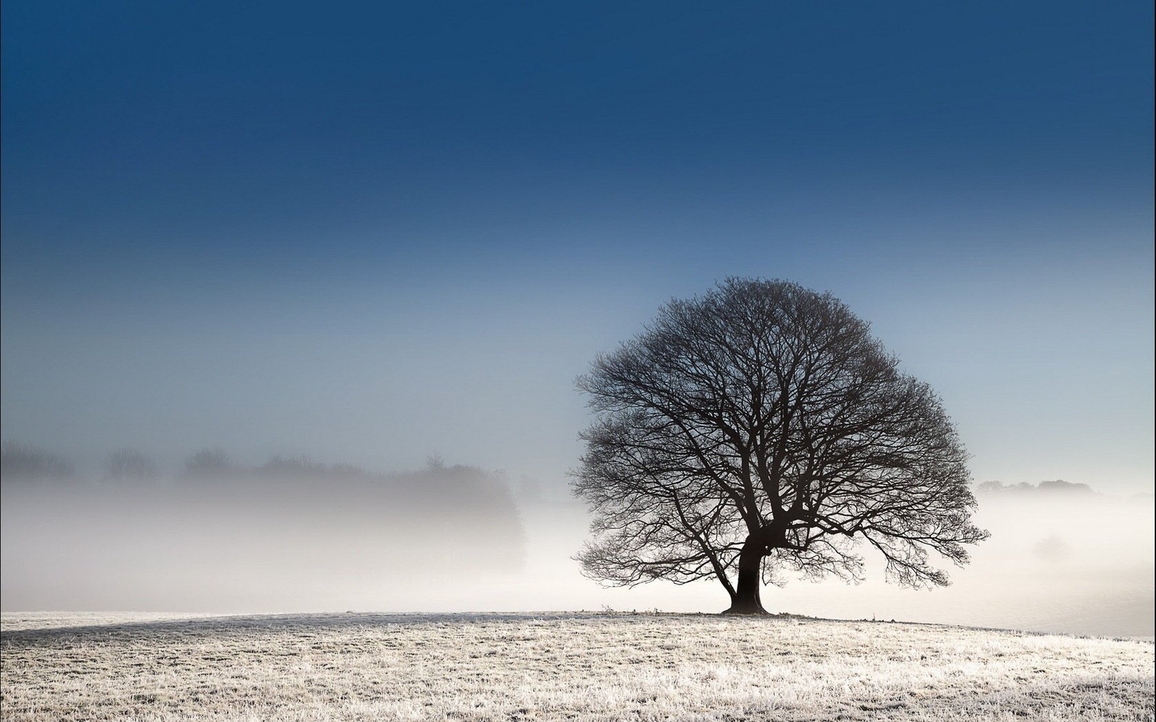 campo paesaggio albero