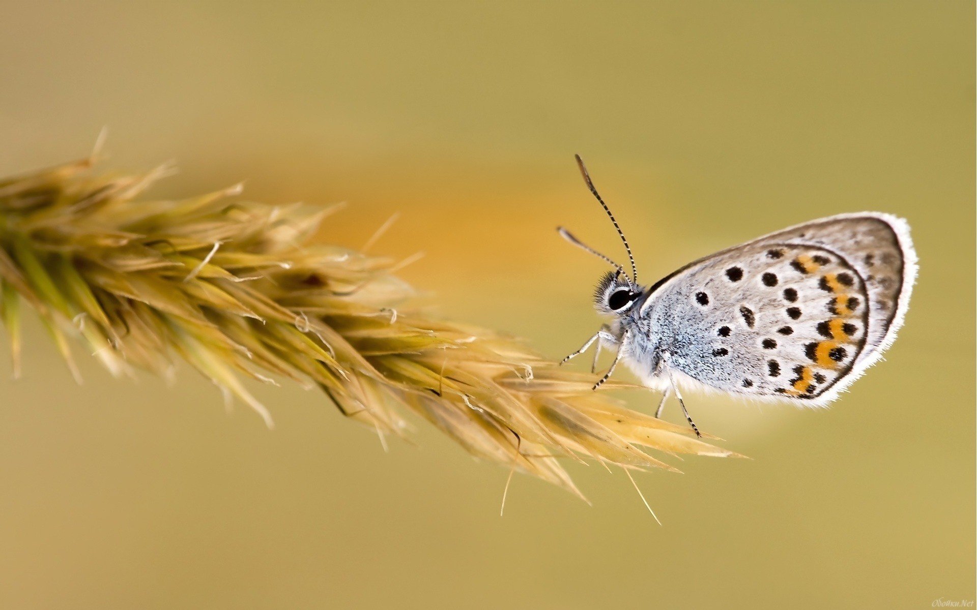 insectos mariposa