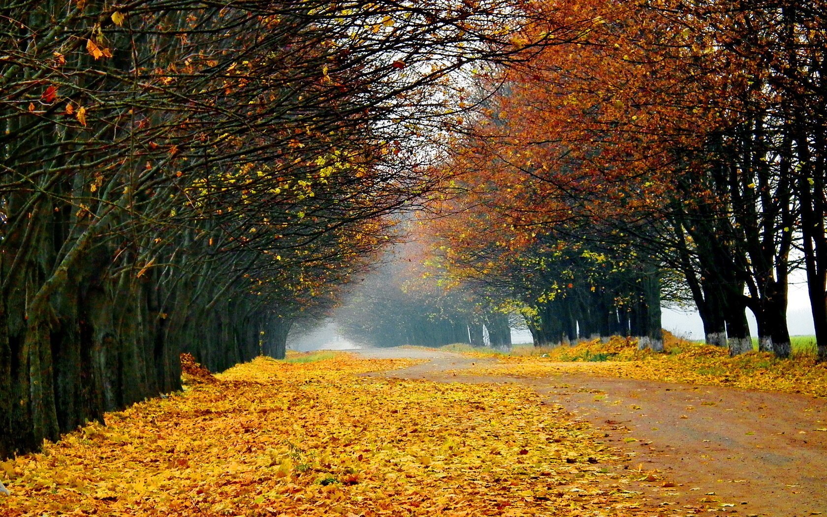 деревья пейзаж природа лес дорога дерево