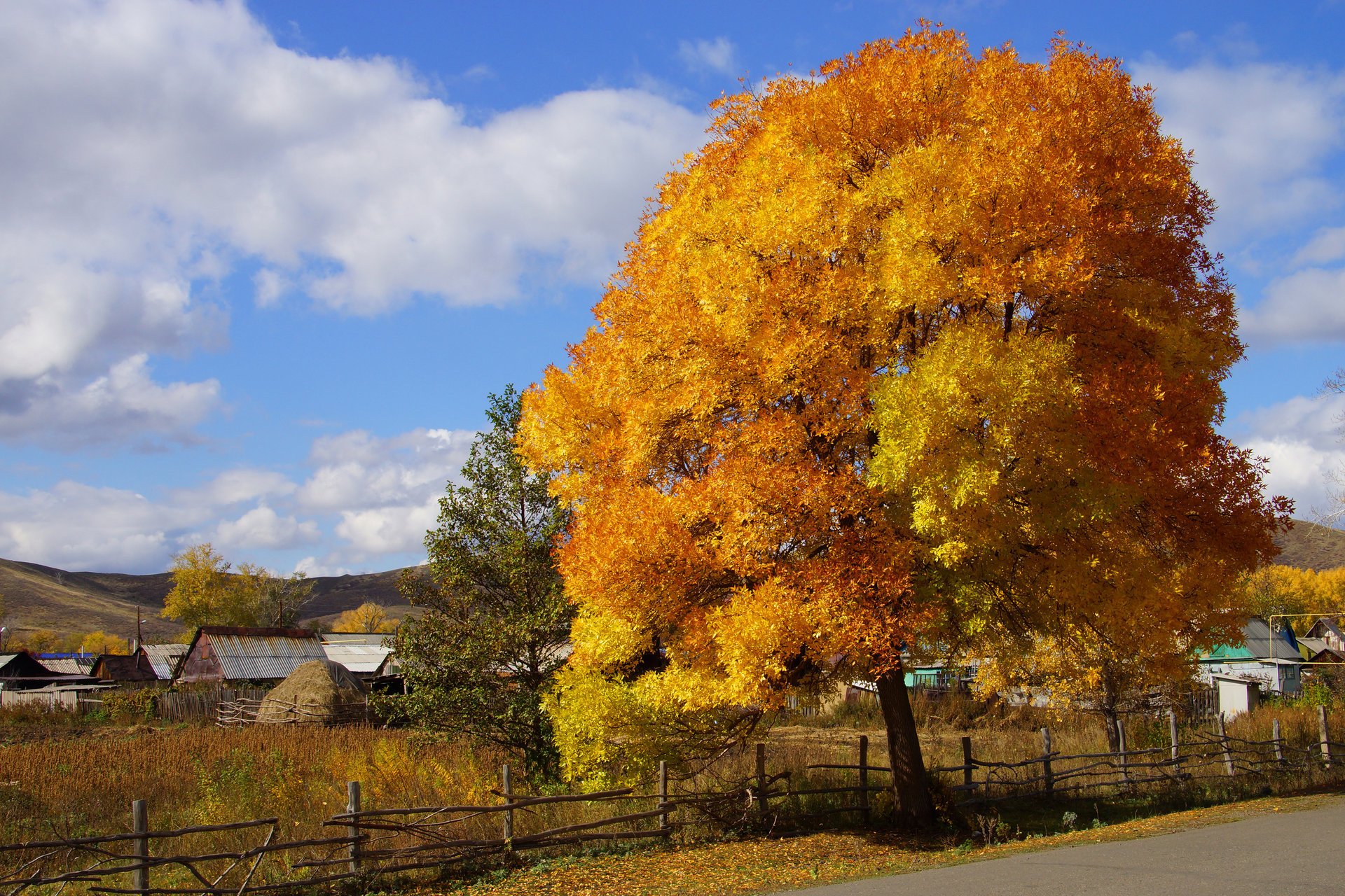 paint autumn nature village tree