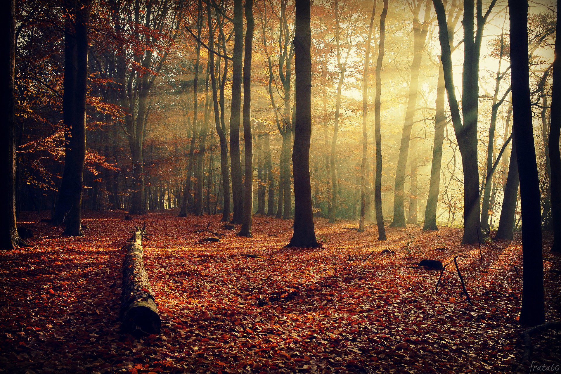 foresta natura autunno fogliame alberi