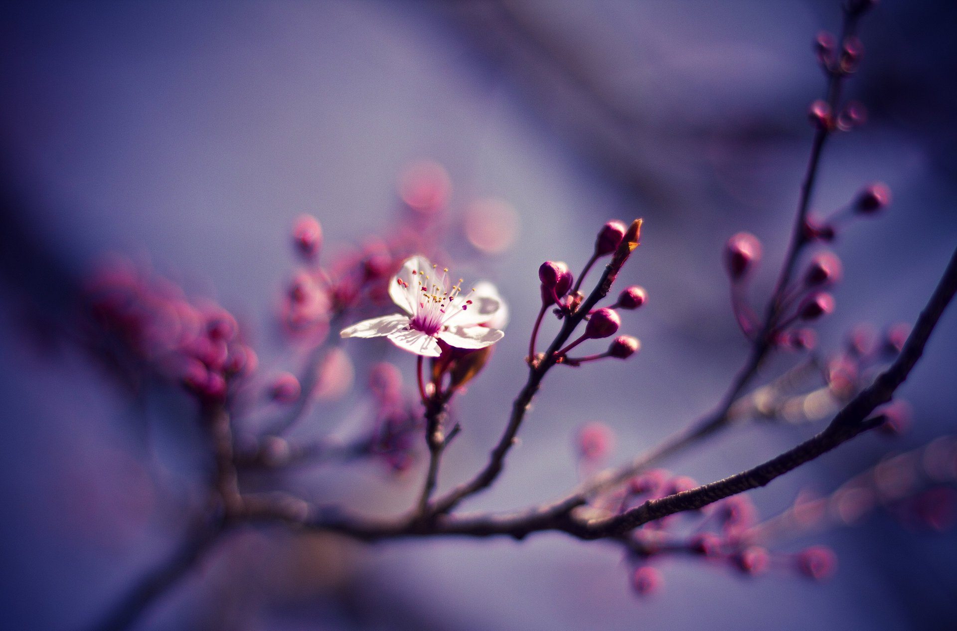 naturaleza flor ramas cereza macro