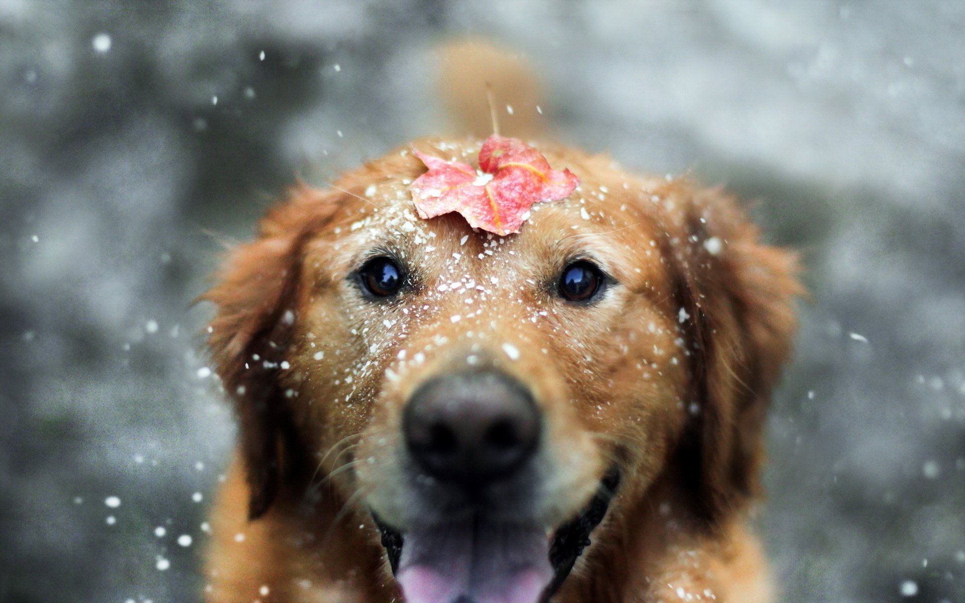 hund blatt blick