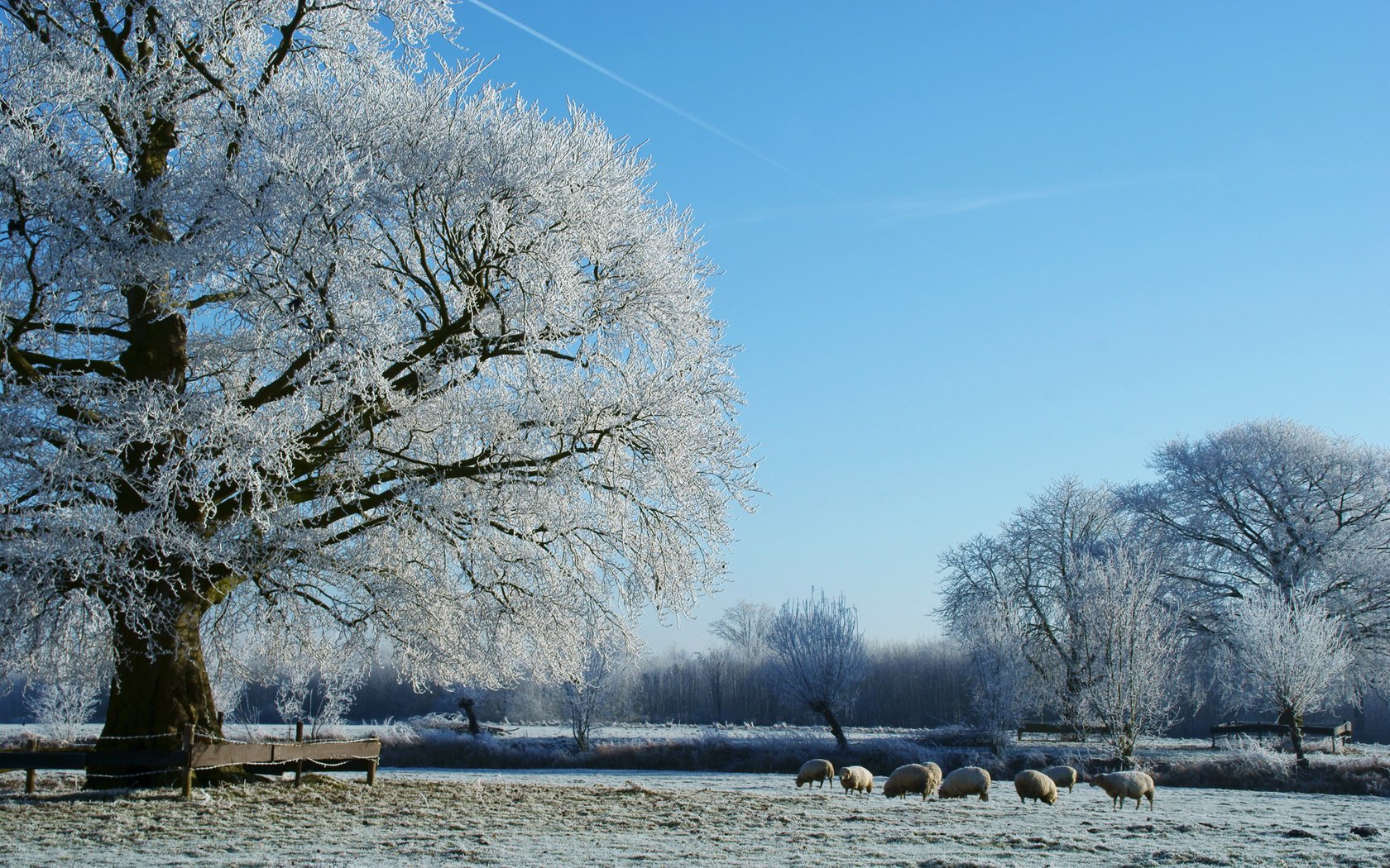 now trees meadow frost ice frost