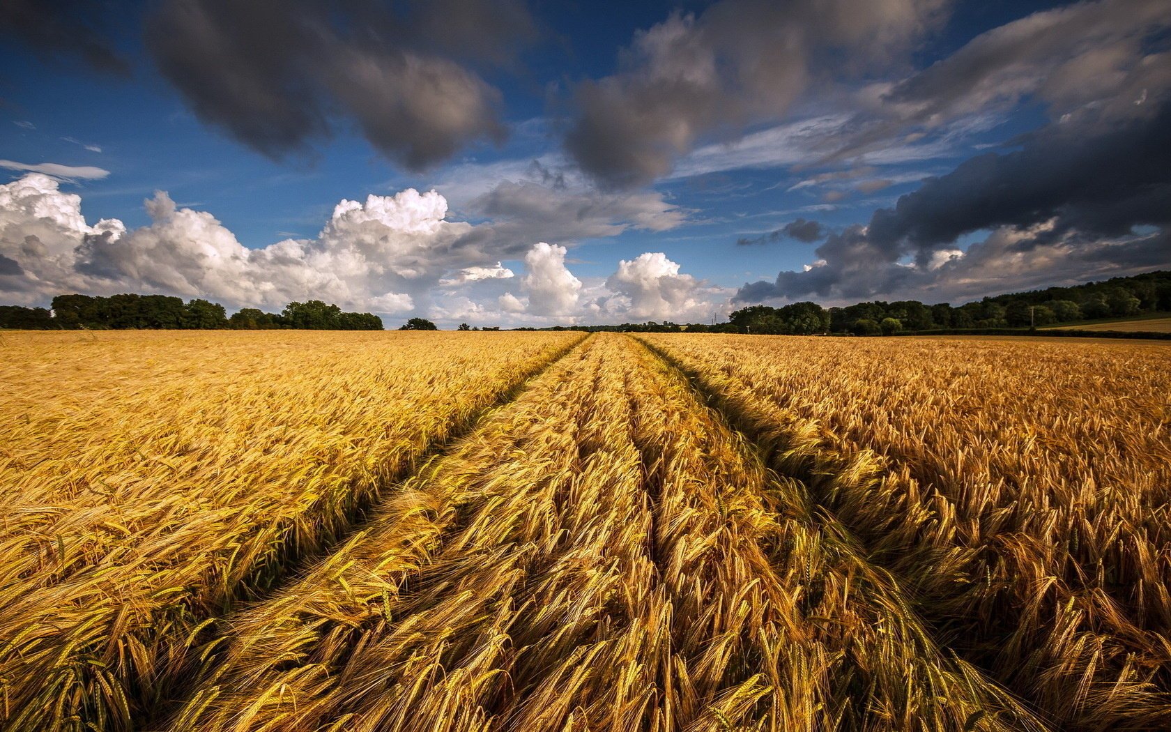 campo paesaggio spighe