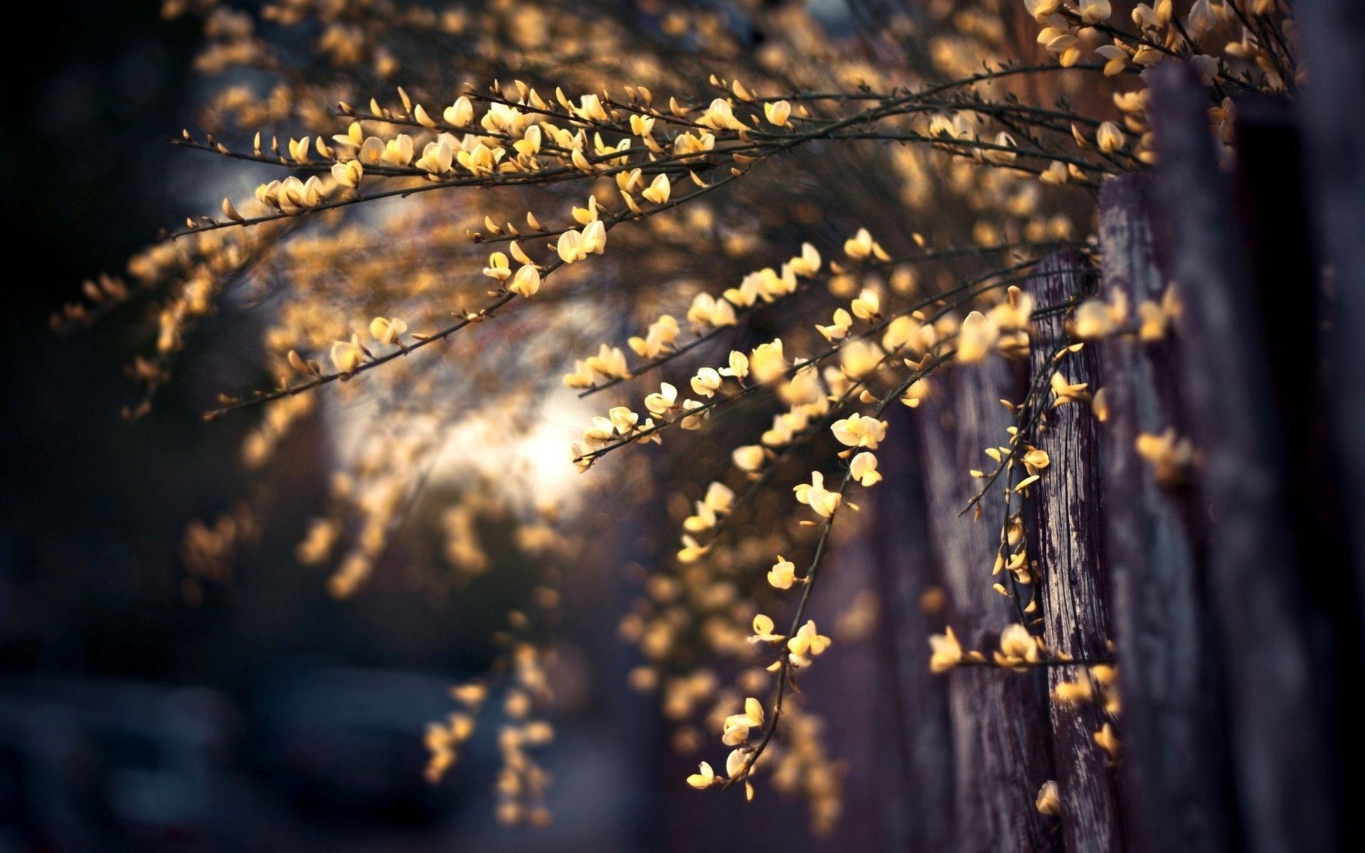 tree leave