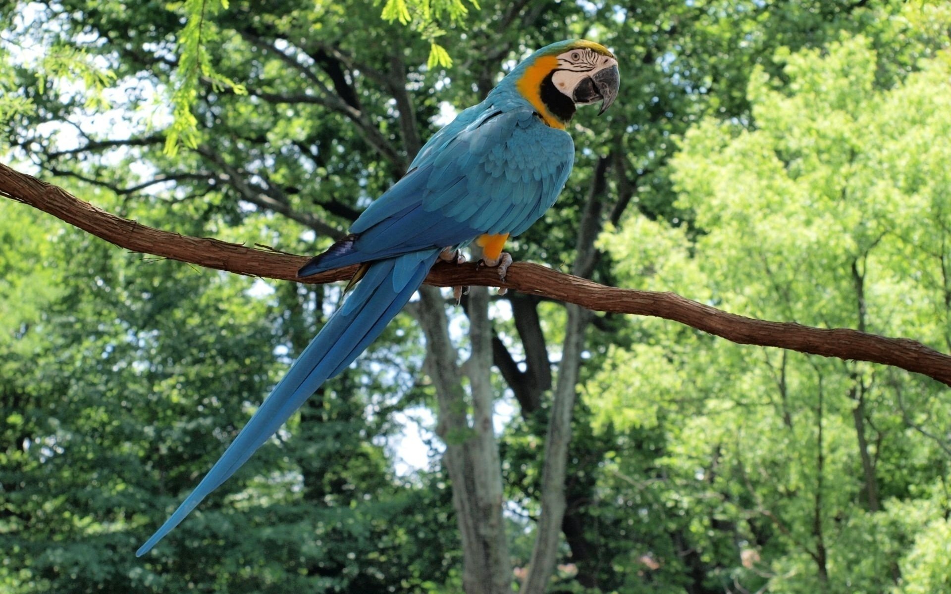 pájaro loro guacamayo