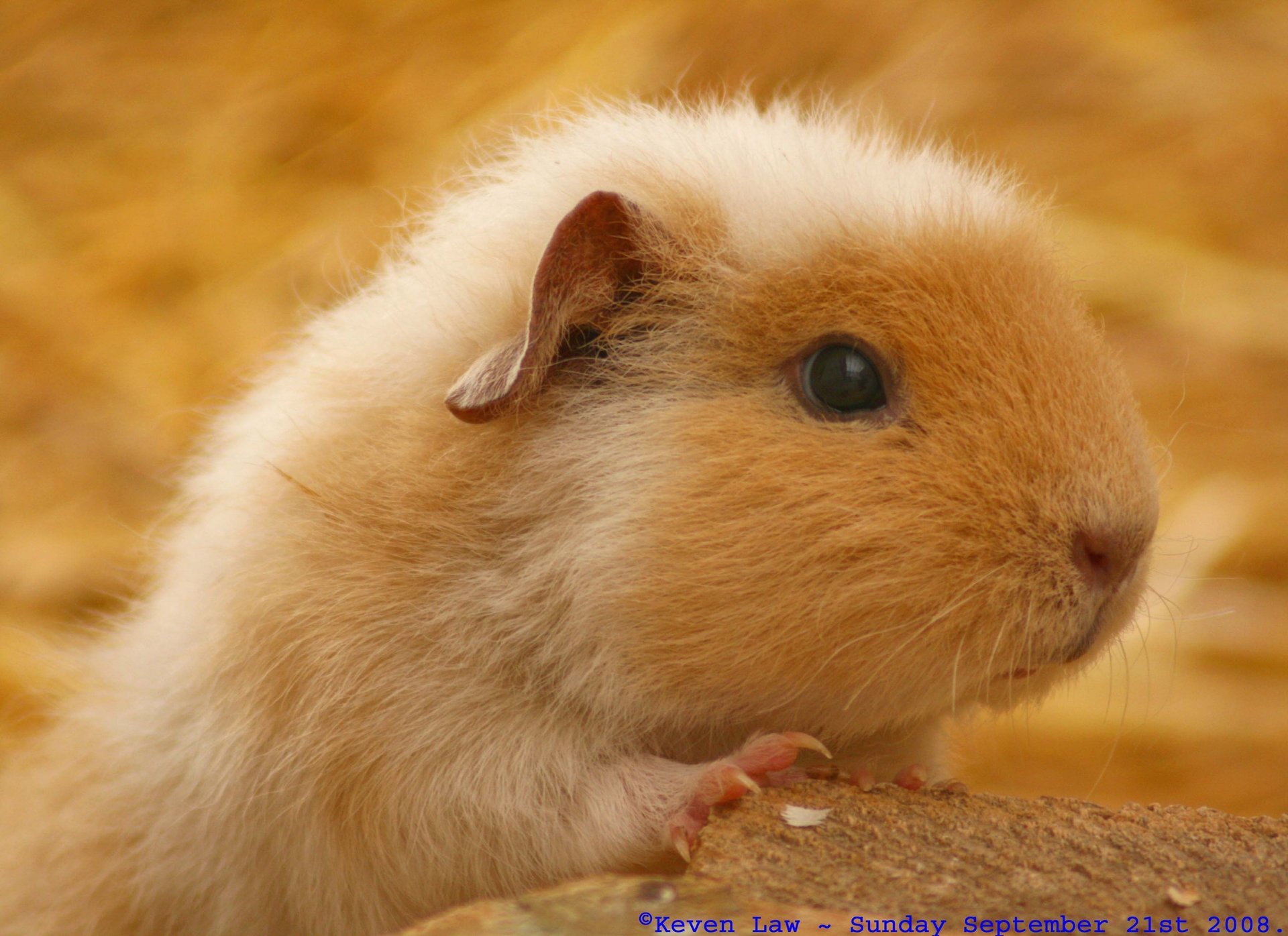 hamster maus