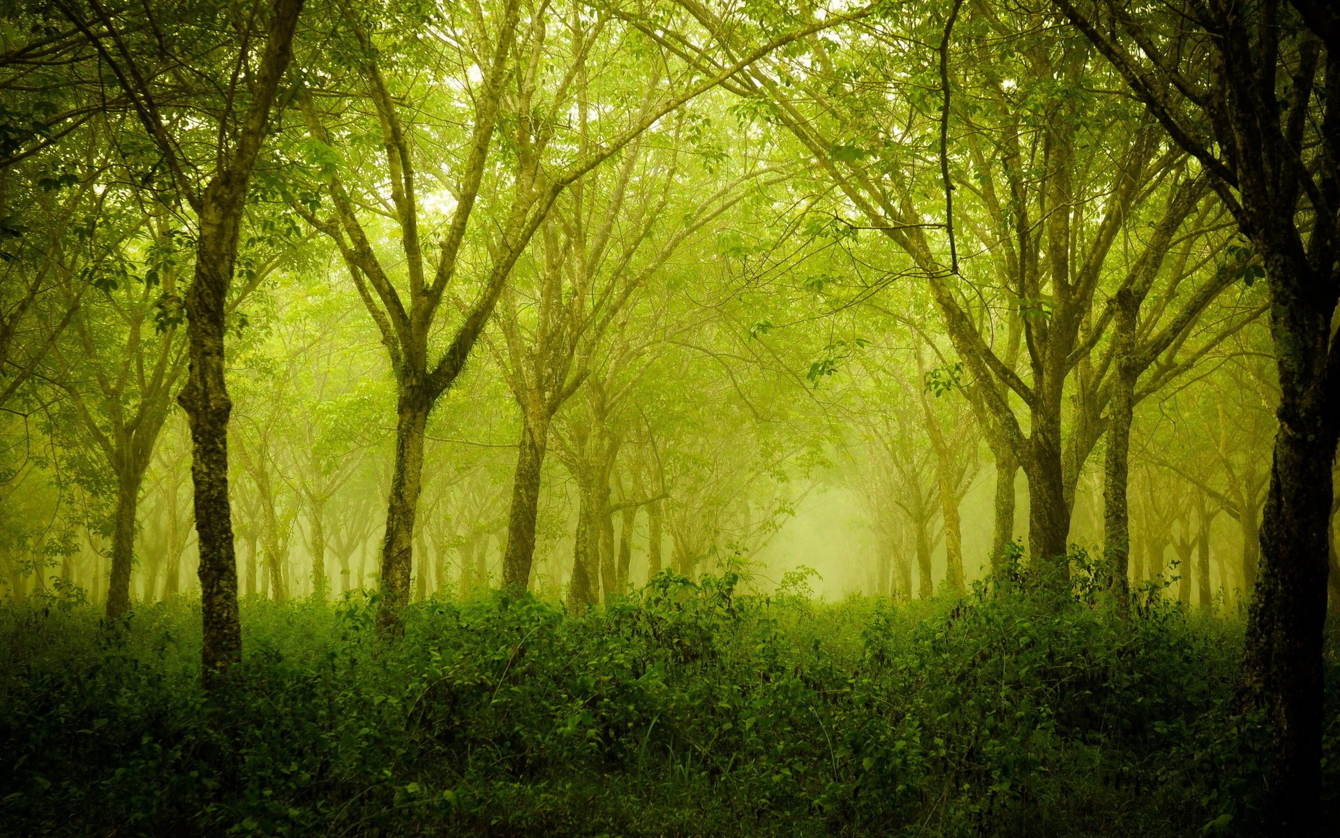 verano naturaleza bosque árboles