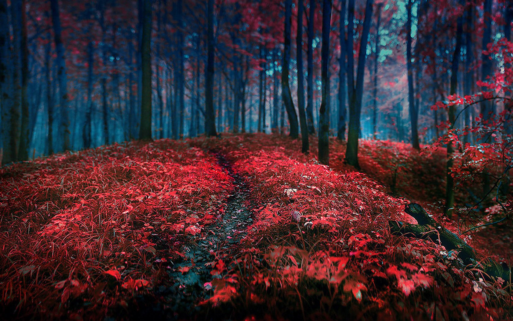 foresta foglie alberi erba