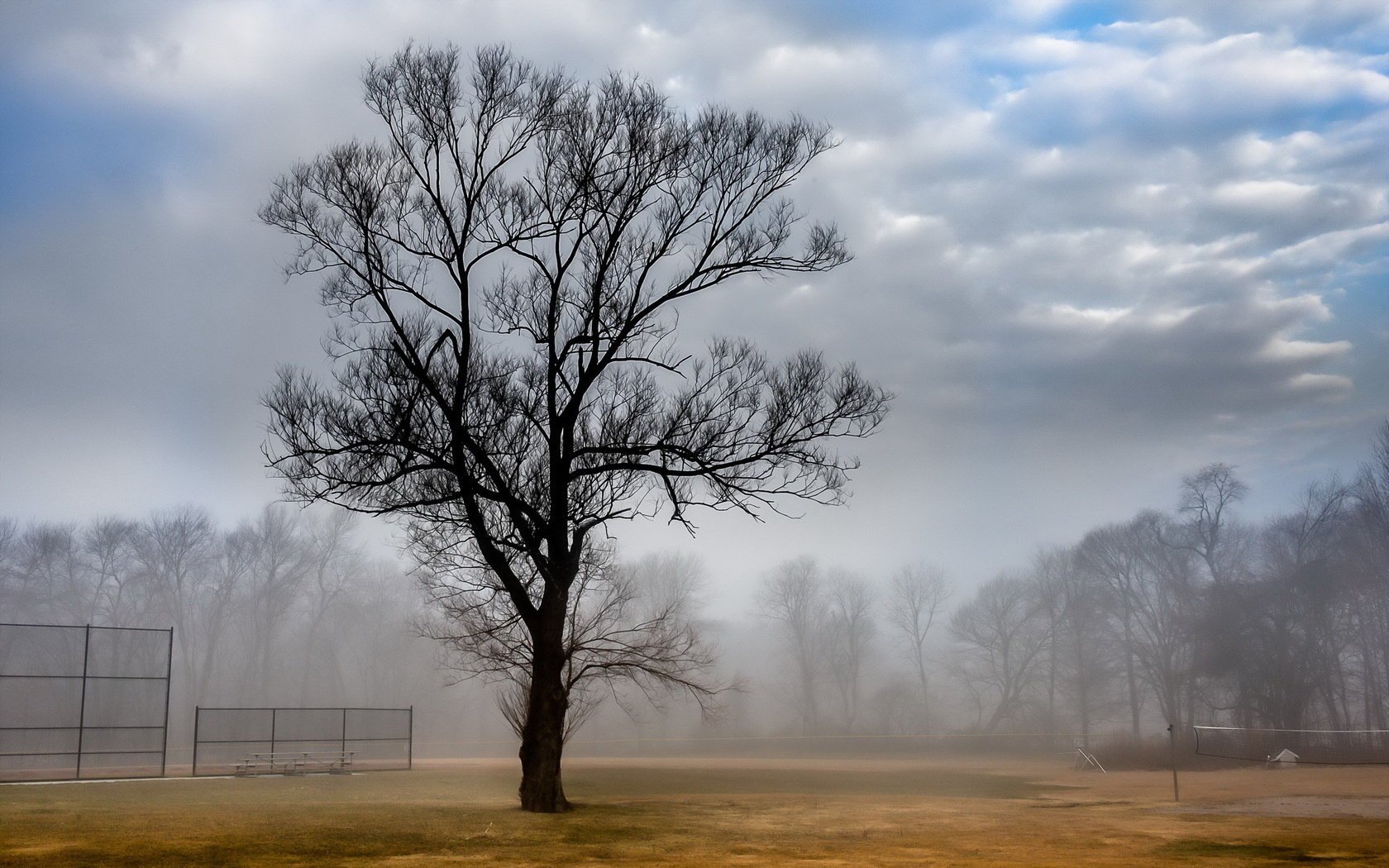 court landschaft nebel baum