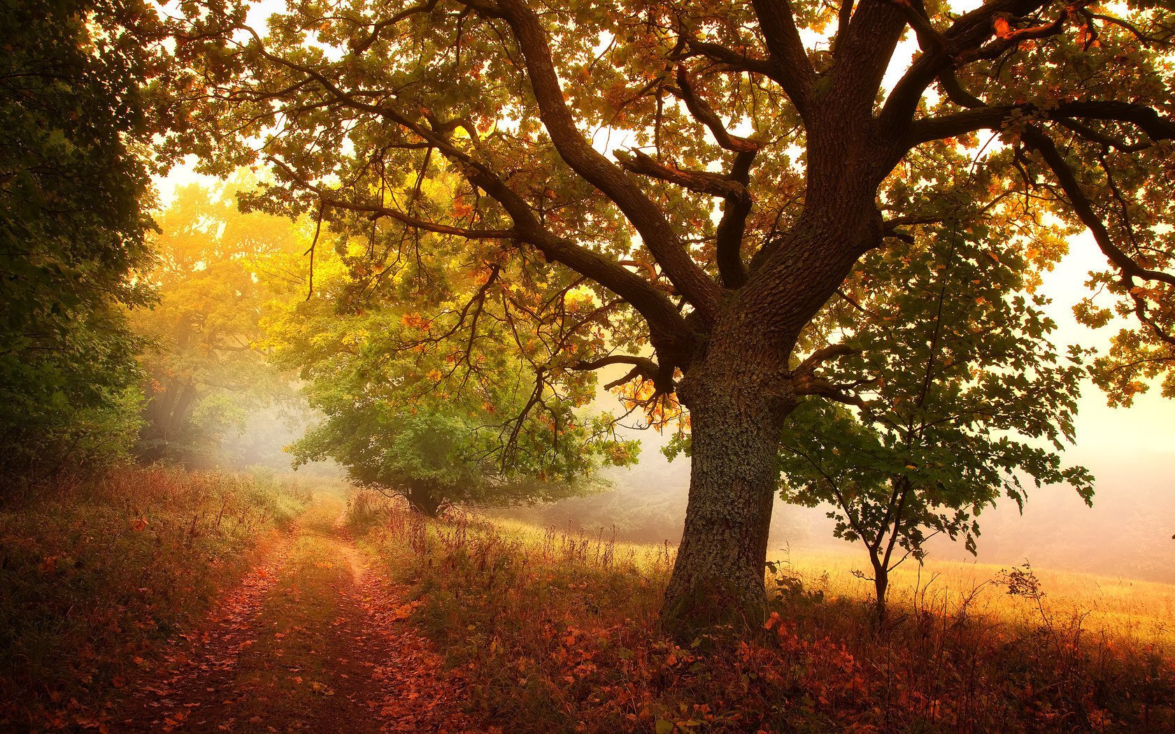 blätter herbst bäume wanderweg