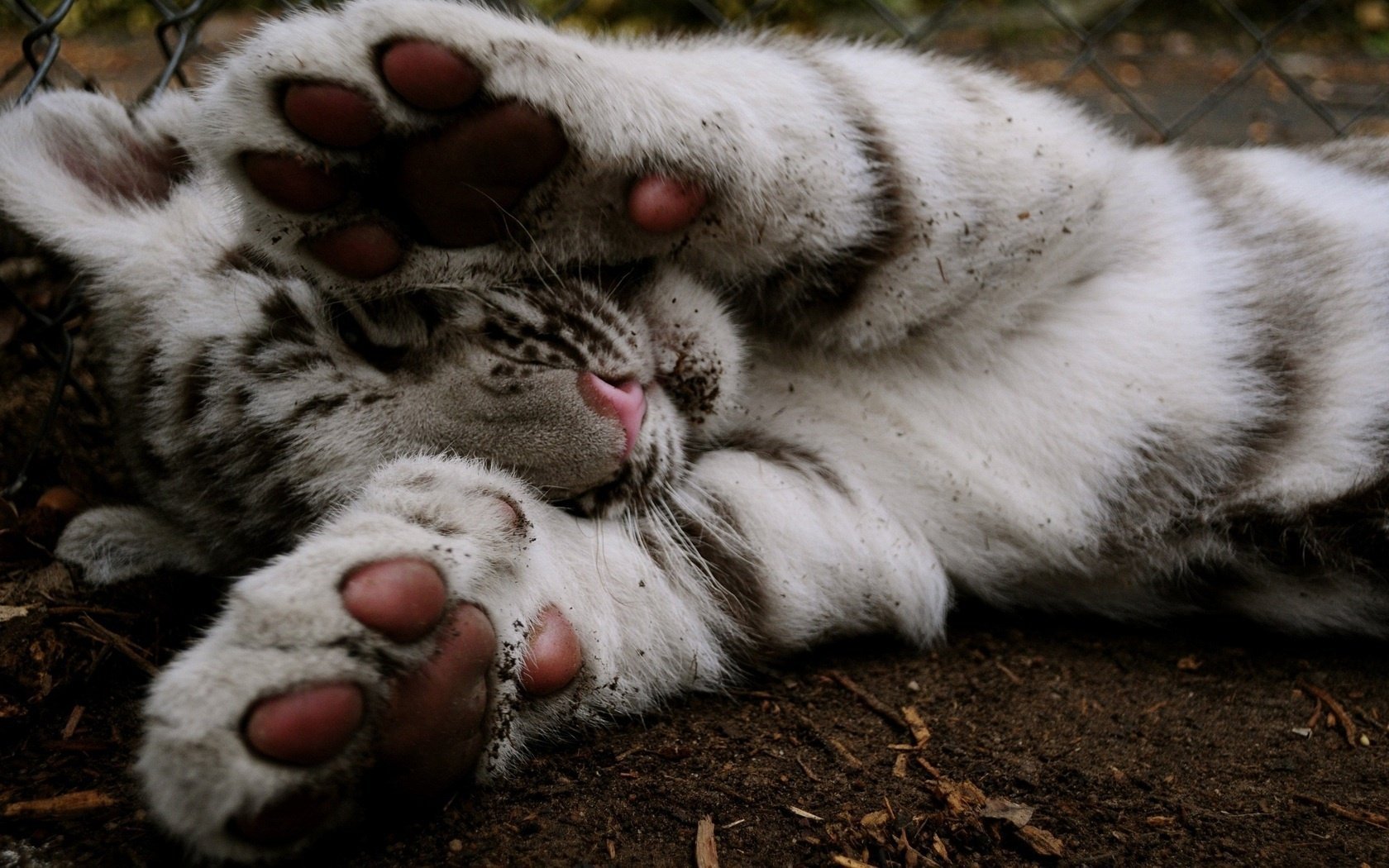 tigre animali zampe zampe cucciolo di tigre