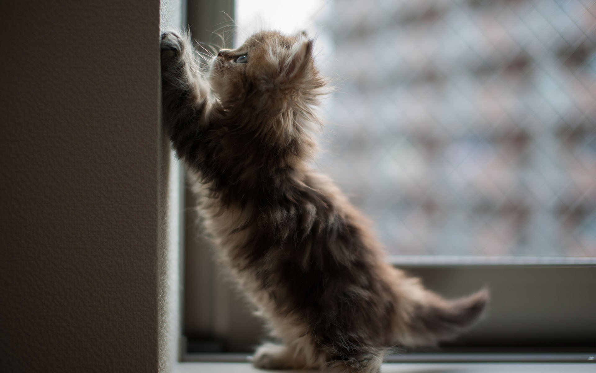 ben torode gattino finestra angolo gatto margherita parete