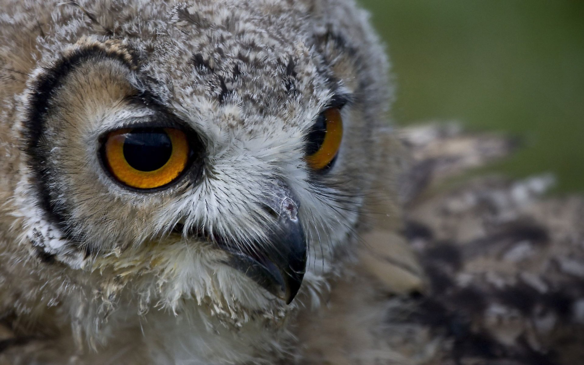 owl head eyes beak look bird