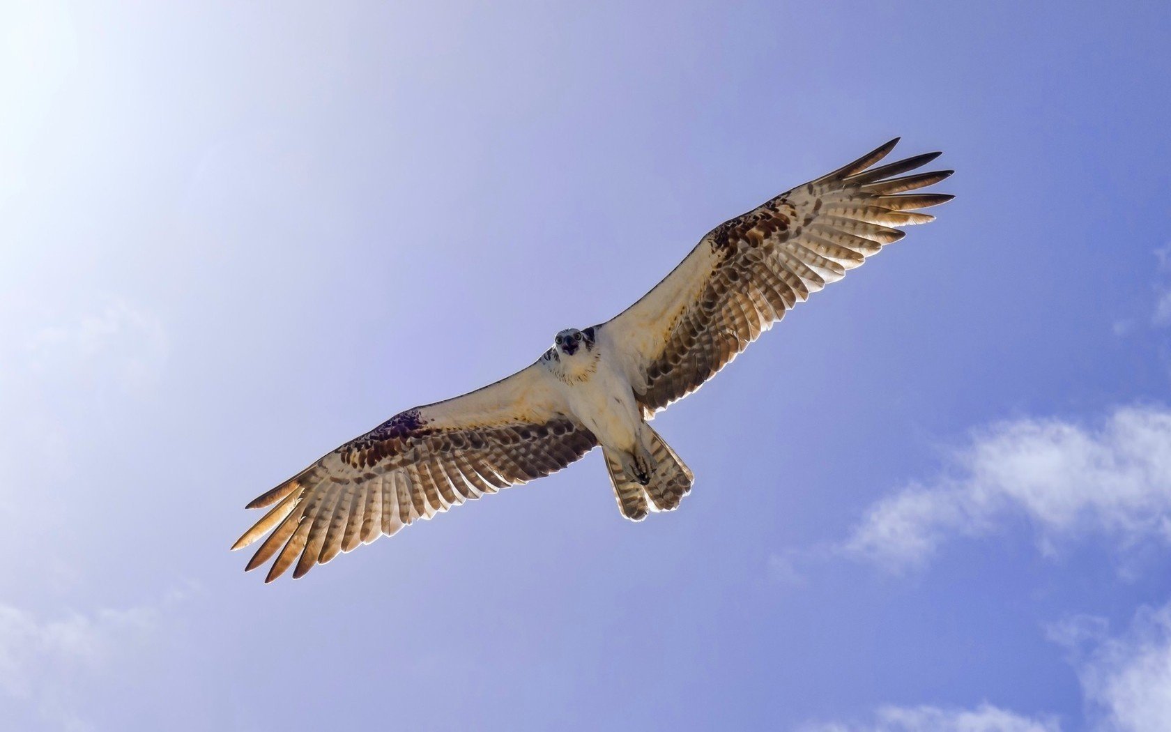 oiseau ciel ailes vol