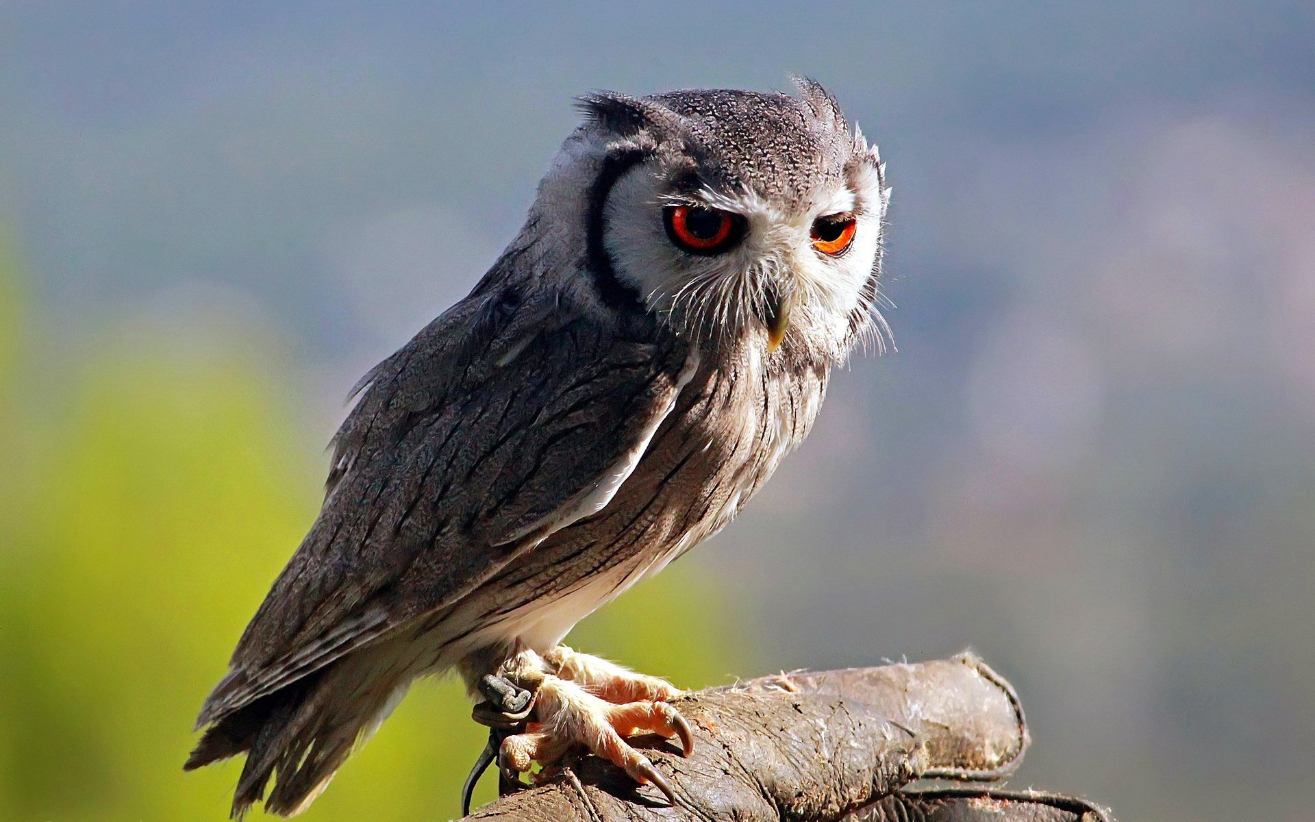 búho búho pájaro naturaleza