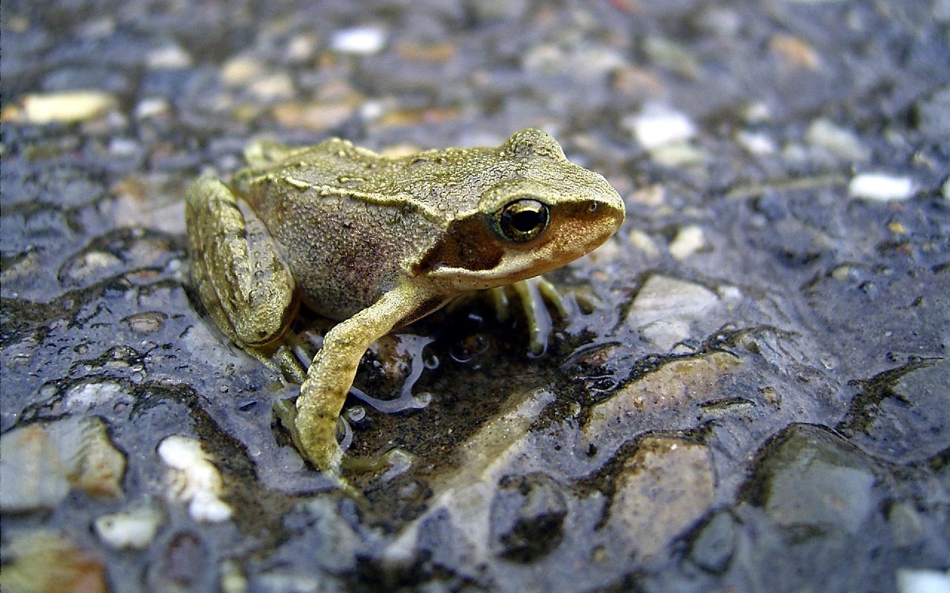 grenouille cailloux