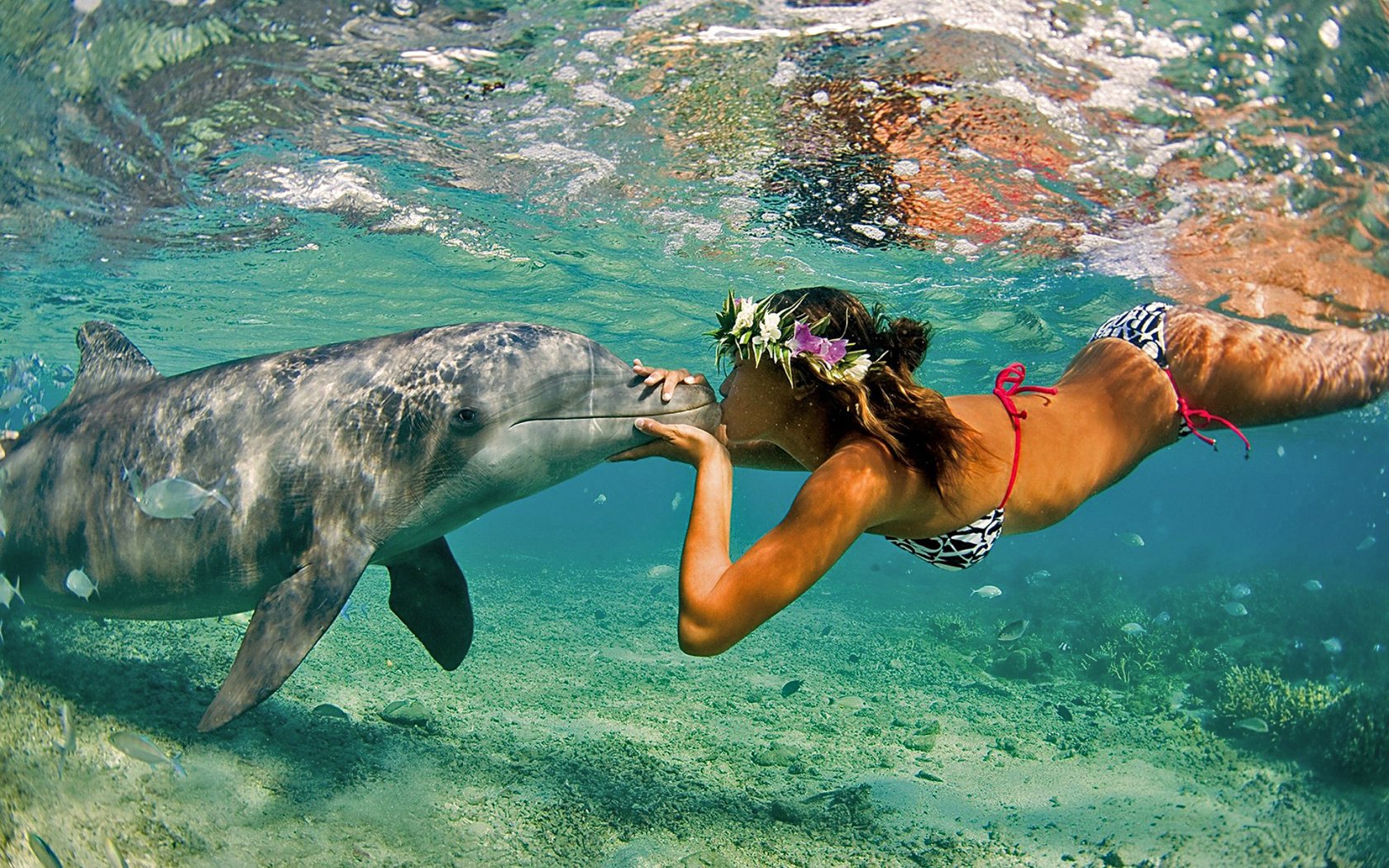 delfín mar naturaleza chica océano