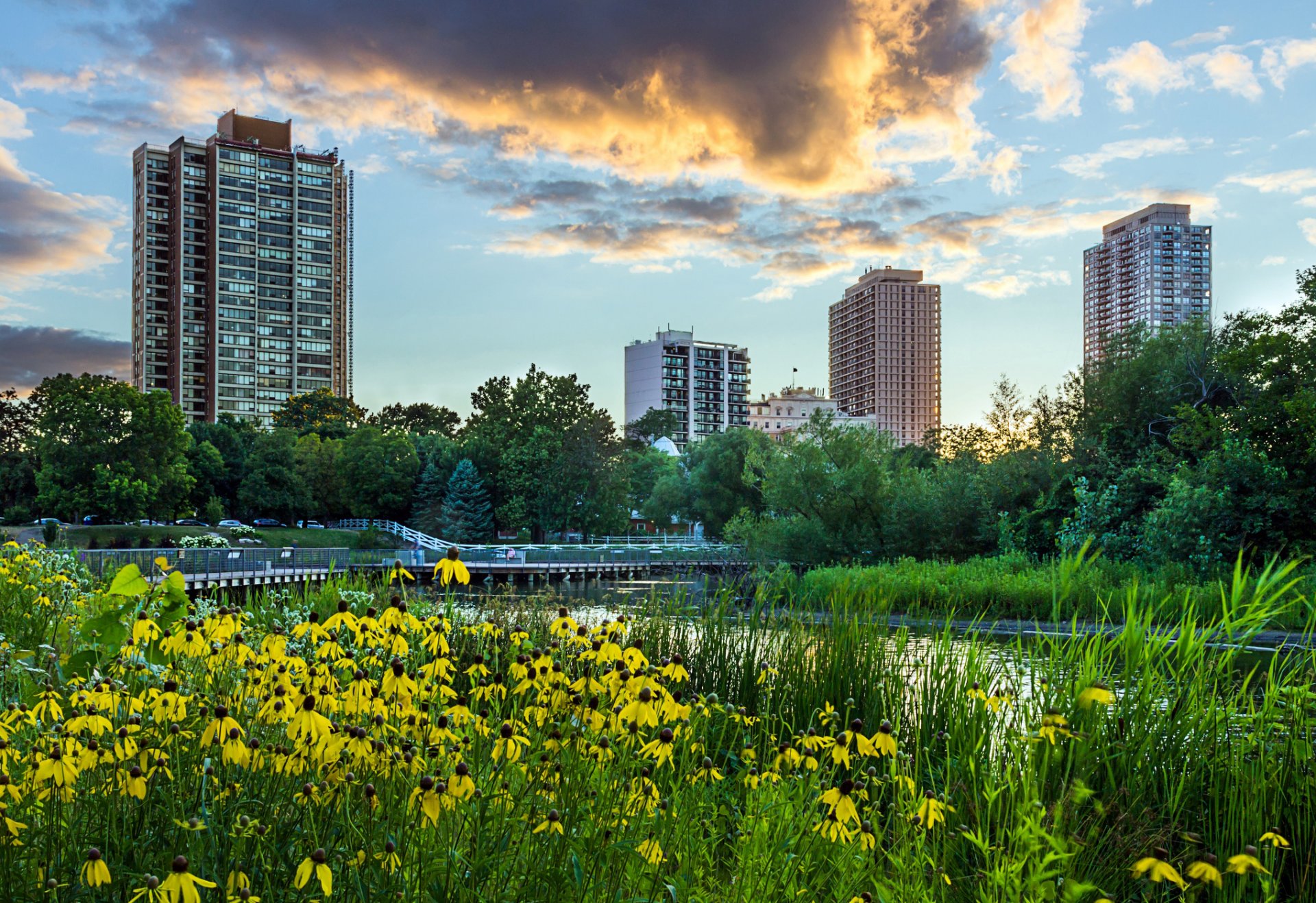 chicago illinois lincoln park usa parco città sera tramonto cielo nuvole fiori giallo erba stagno alberi grattacieli paesaggio