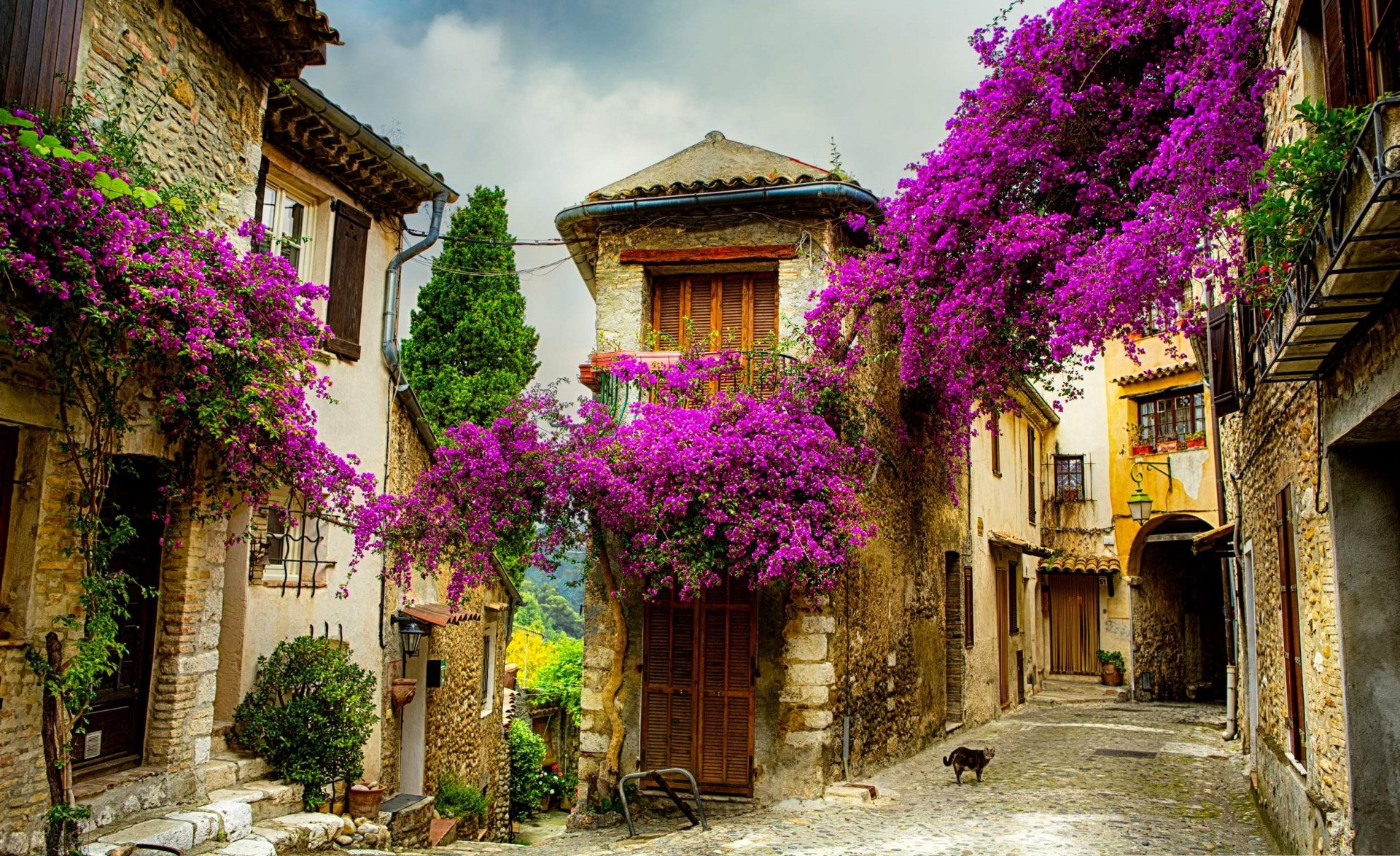 ciel nuages rue maisons fleurs chat