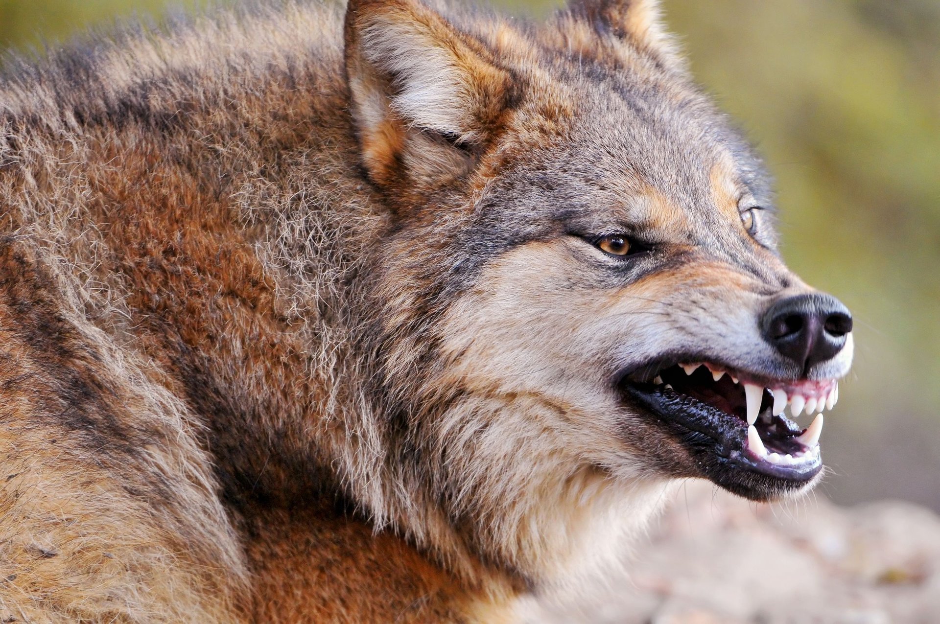 lobo depredador bestia colmillos sonrisa enfermero ira