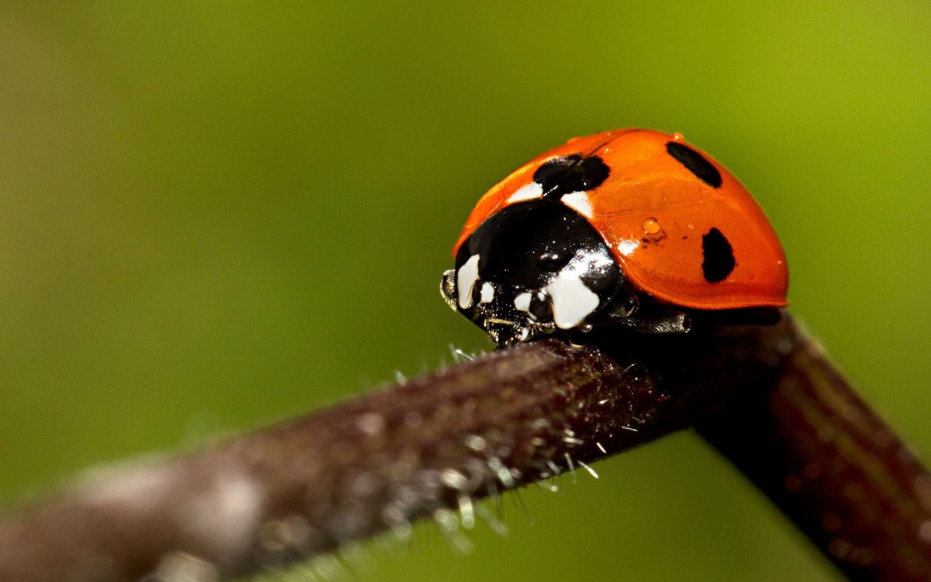 insetti coccinella