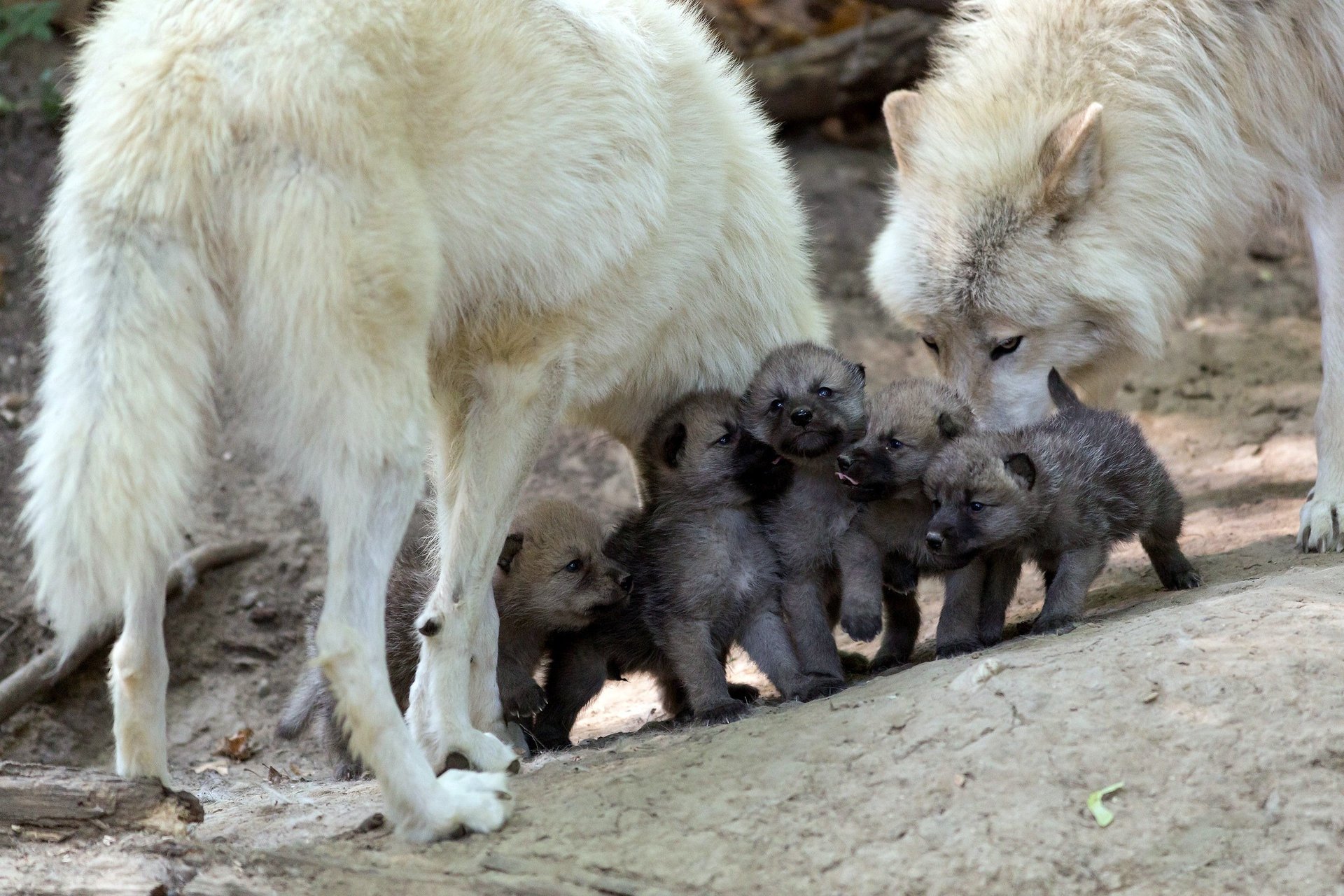 lobo loba familia lobo bebés descendencia