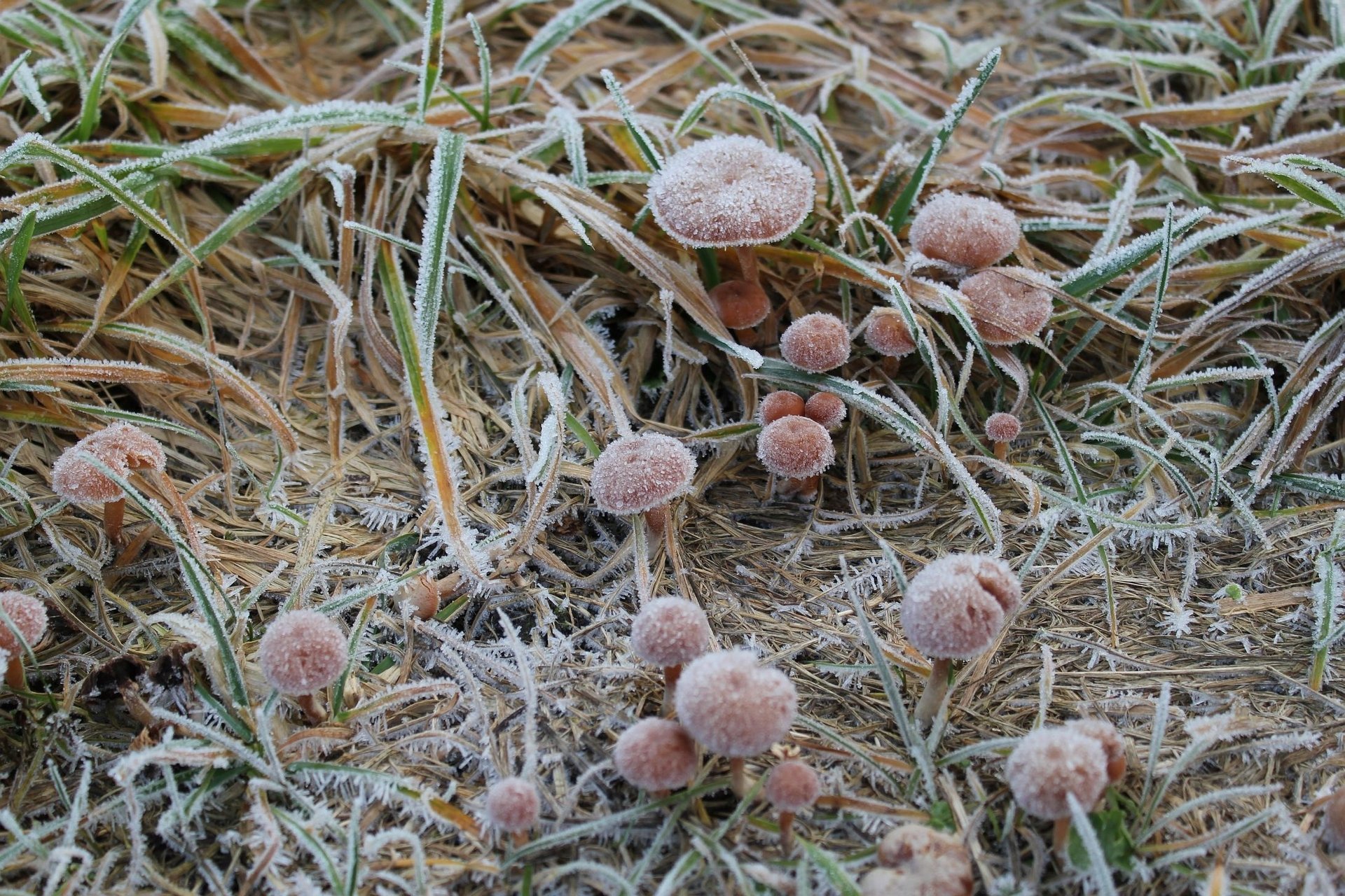 funghi erba