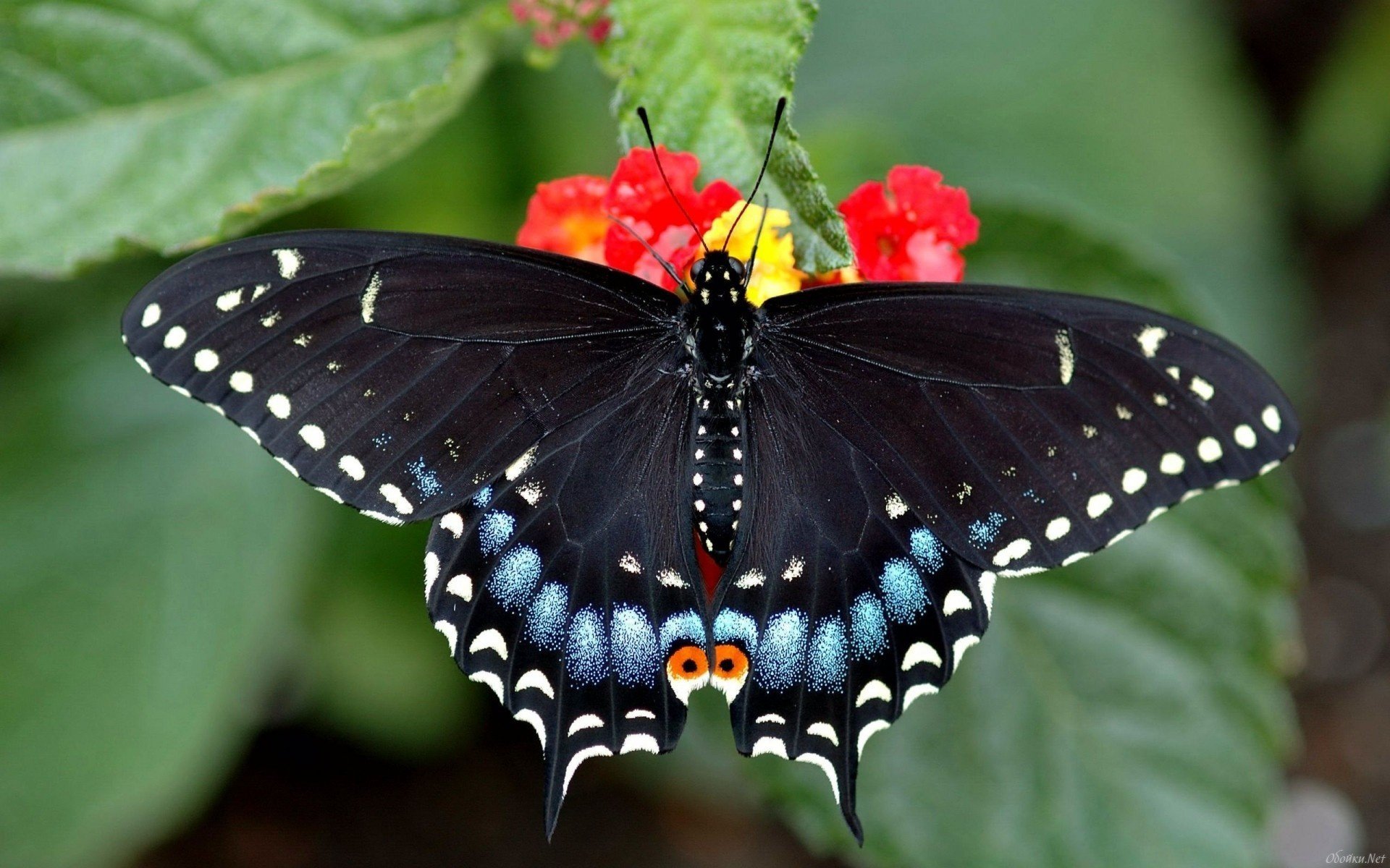 insectes papillon