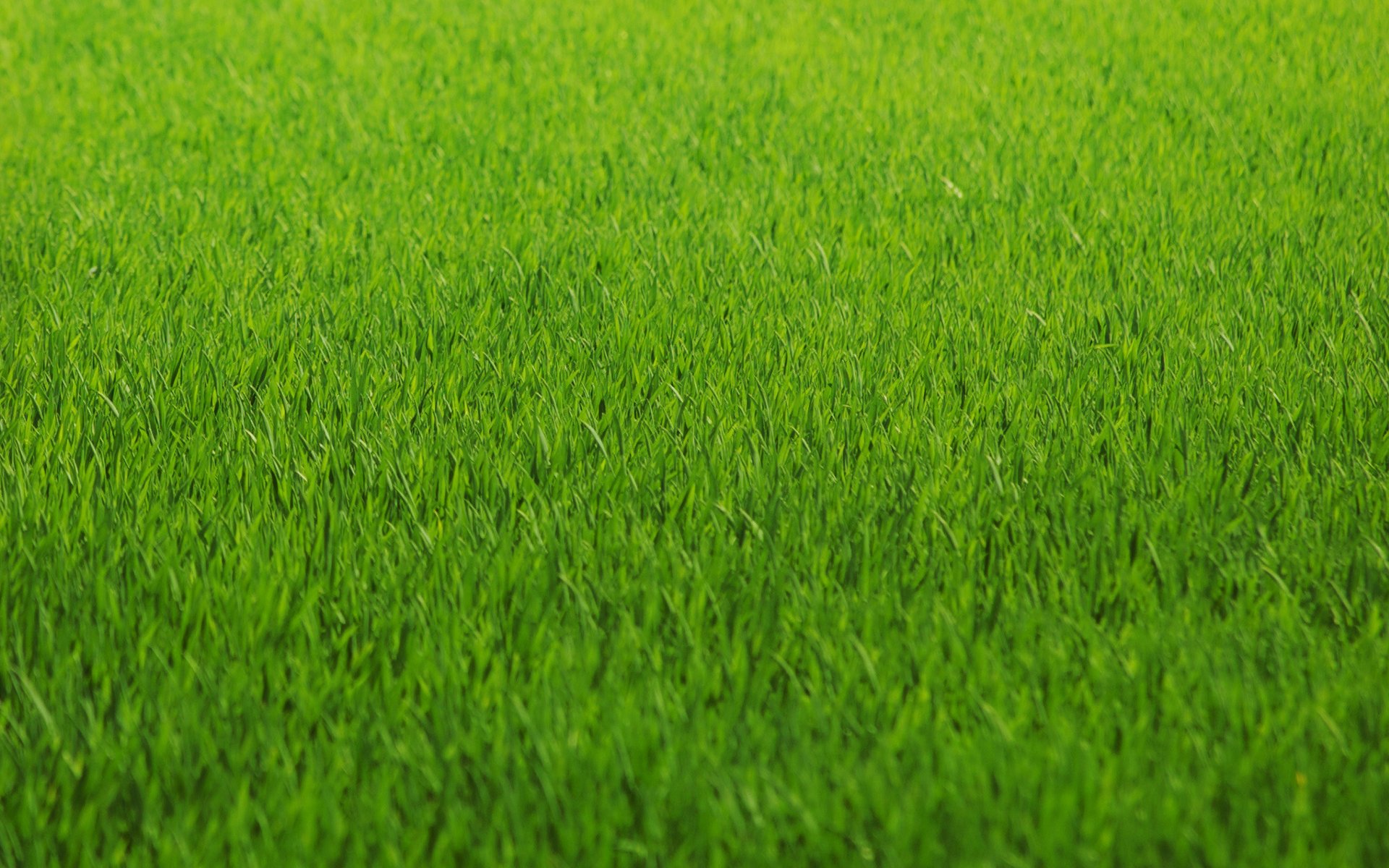 grün gras rasen farbe textur green