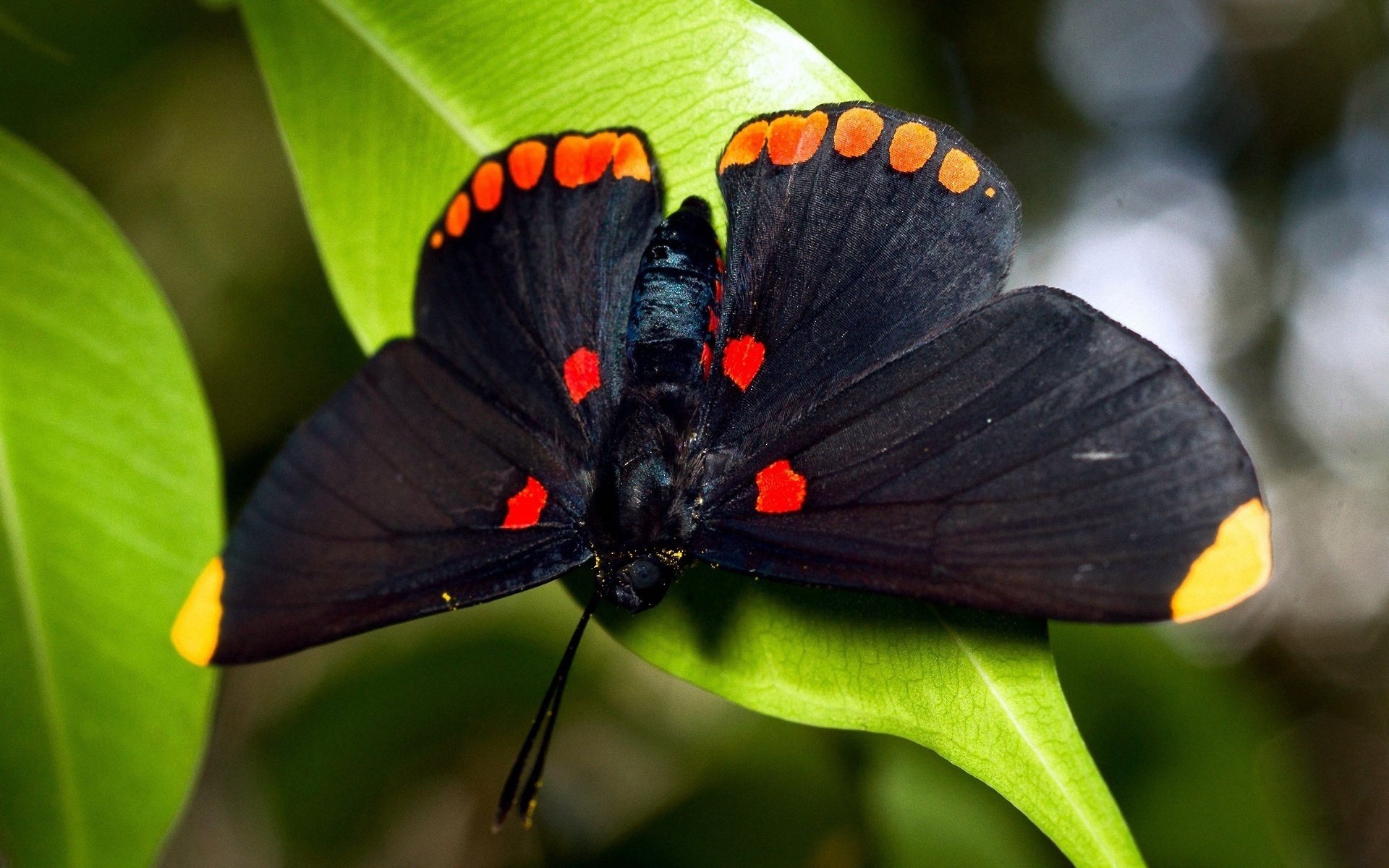 insectes papillon