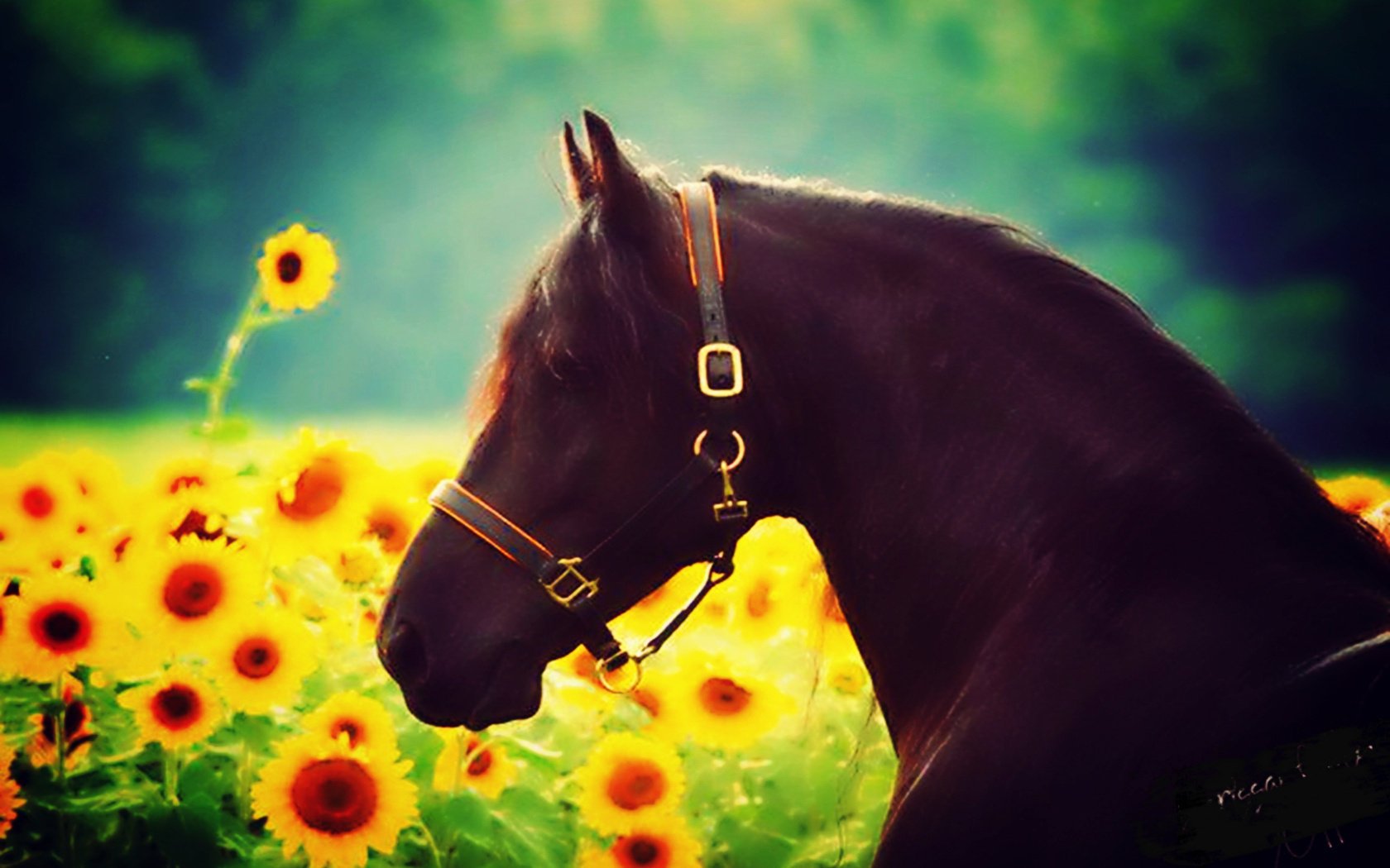 unflower horse flowers effects animal sun beautiful