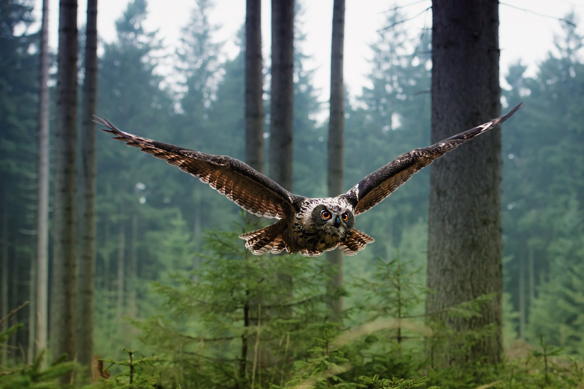 búho pájaro bosque vuelo