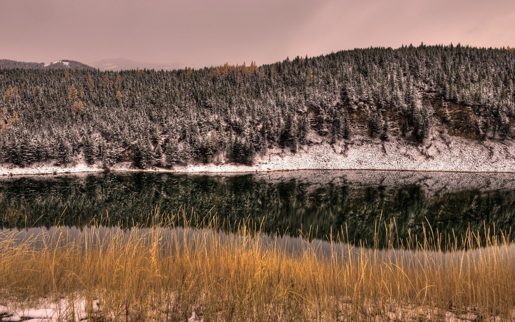 foresta fiume paesaggio