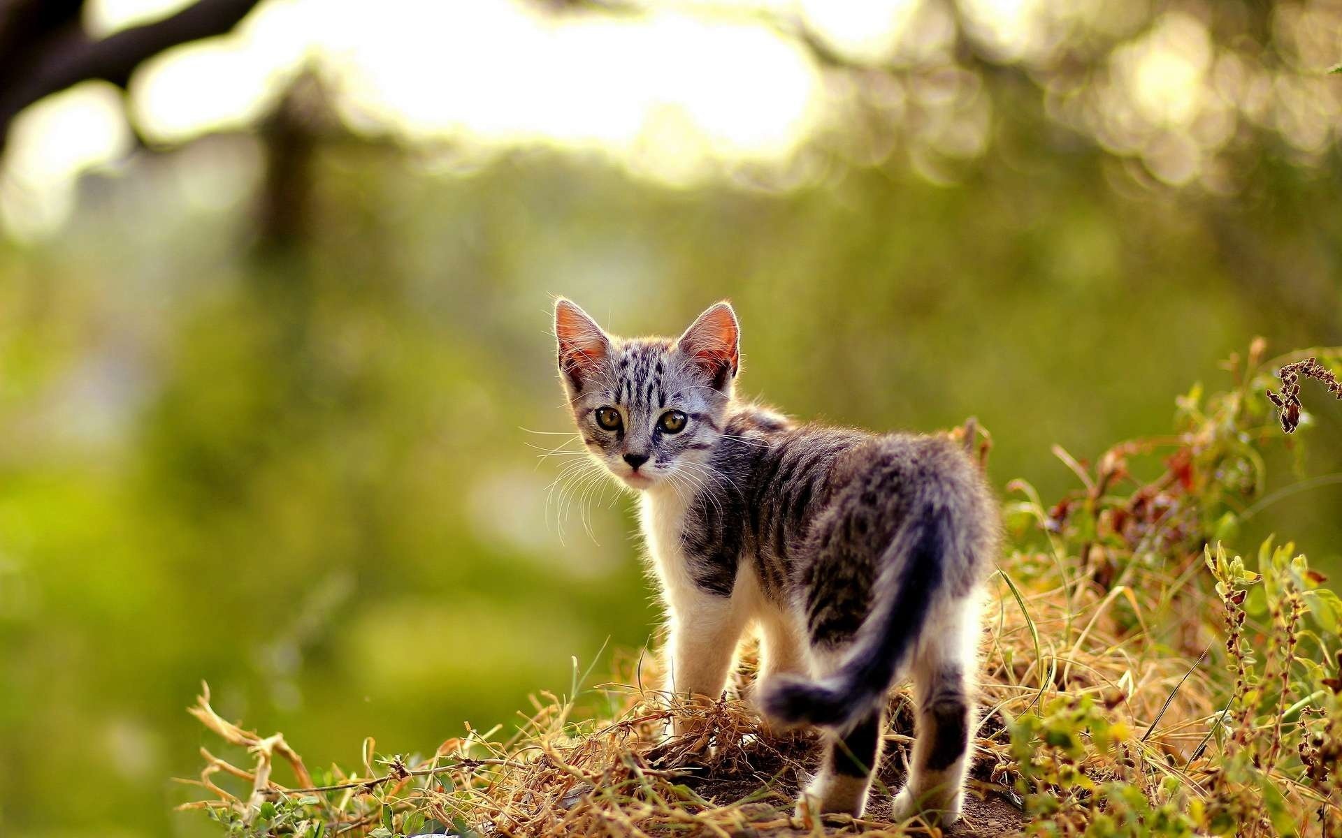 gatito gato mirada