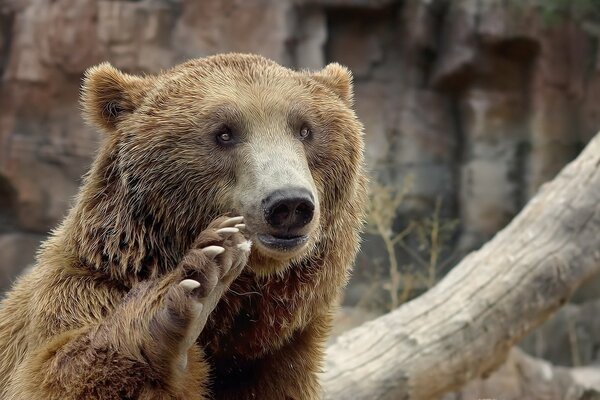 Cute bear waving his paw