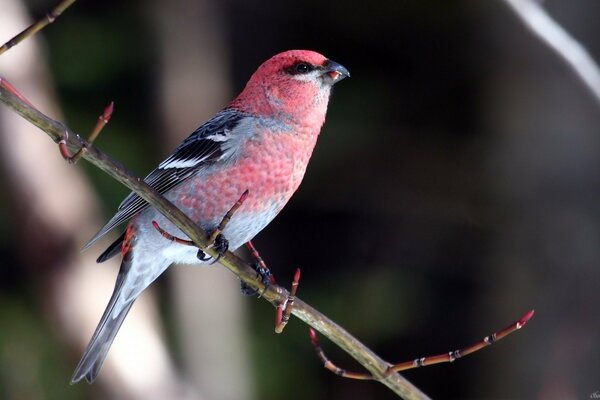 Ein Vogel mit rotem Kopf sitzt auf einem Ast