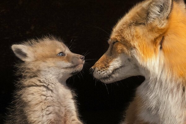 Fuchs und Fuchs schauen sich an