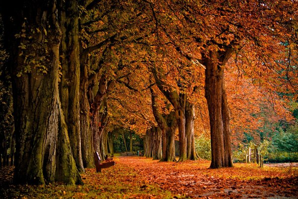 Der herbstliche Weg führt durch gefallene Blätter in den Märchenwald