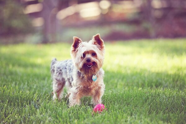 Lustiger Hund mit Spielzeug auf dem Rasen