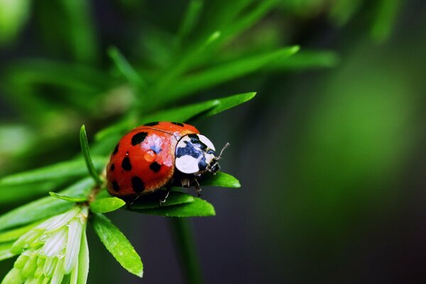 A ladybug is sitting on the leaves of a tree