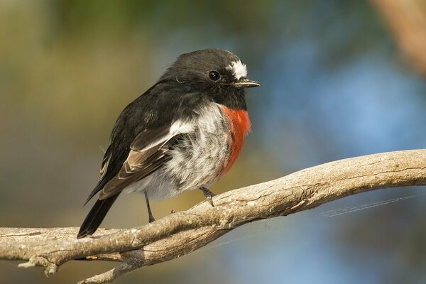 Pajarito con barriga roja