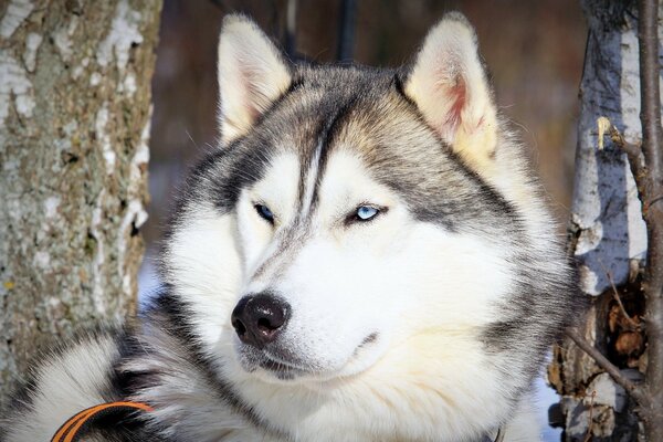 Zufriedener blauäugiger Hund der Rasse Husky